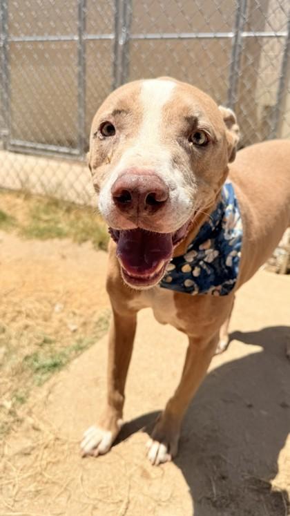 Drew, a Adoptable mixed breed in Balch Springs, TX image 2/3