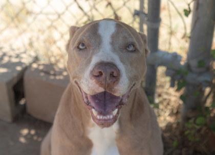 Drew, a Adoptable mixed breed in Balch Springs, TX image 2/3