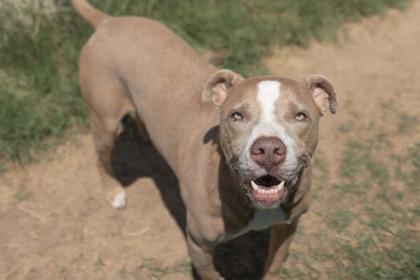 Drew, a Adoptable mixed breed in Balch Springs, TX image 3/3