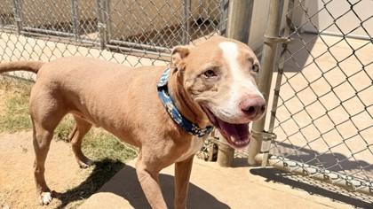 Drew, a Adoptable mixed breed in Balch Springs, TX image 3/3