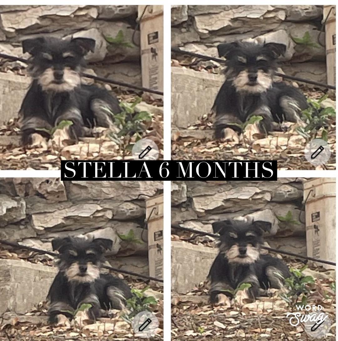 Enlarge Stella, a ADOPTABLE mixed breed in canyon lake, TX image 1/1