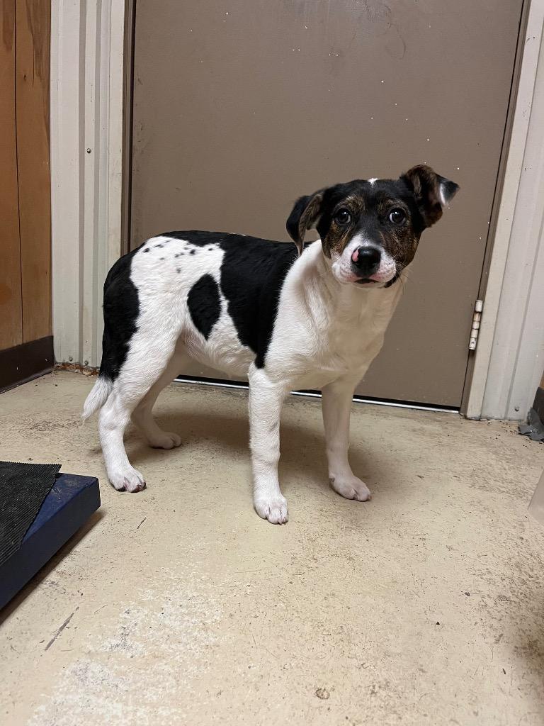 Harper, Adoptable, Puppy Female Hound.