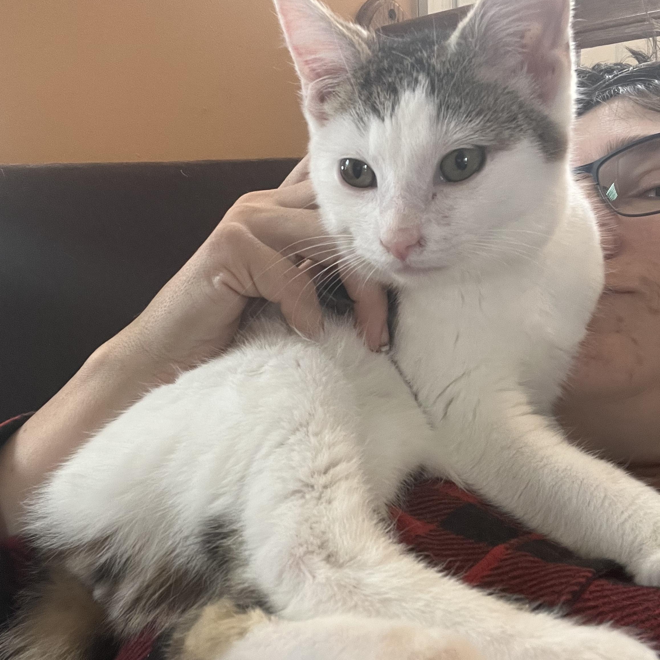 Enlarge Laguna, a ADOPTABLE Domestic Short Hair in Elkton, MD image 3/6