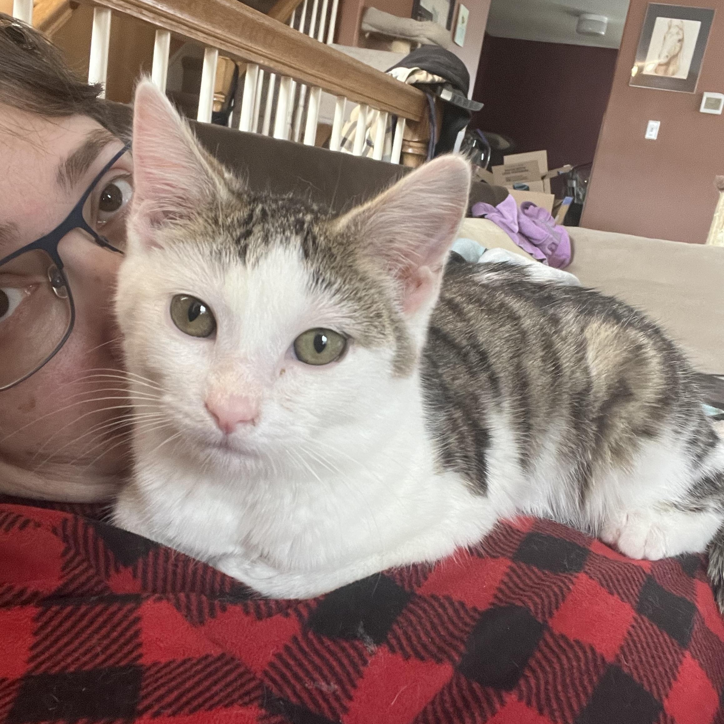 Laguna, ADOPTABLE, Kitten Male Domestic Short Hair.