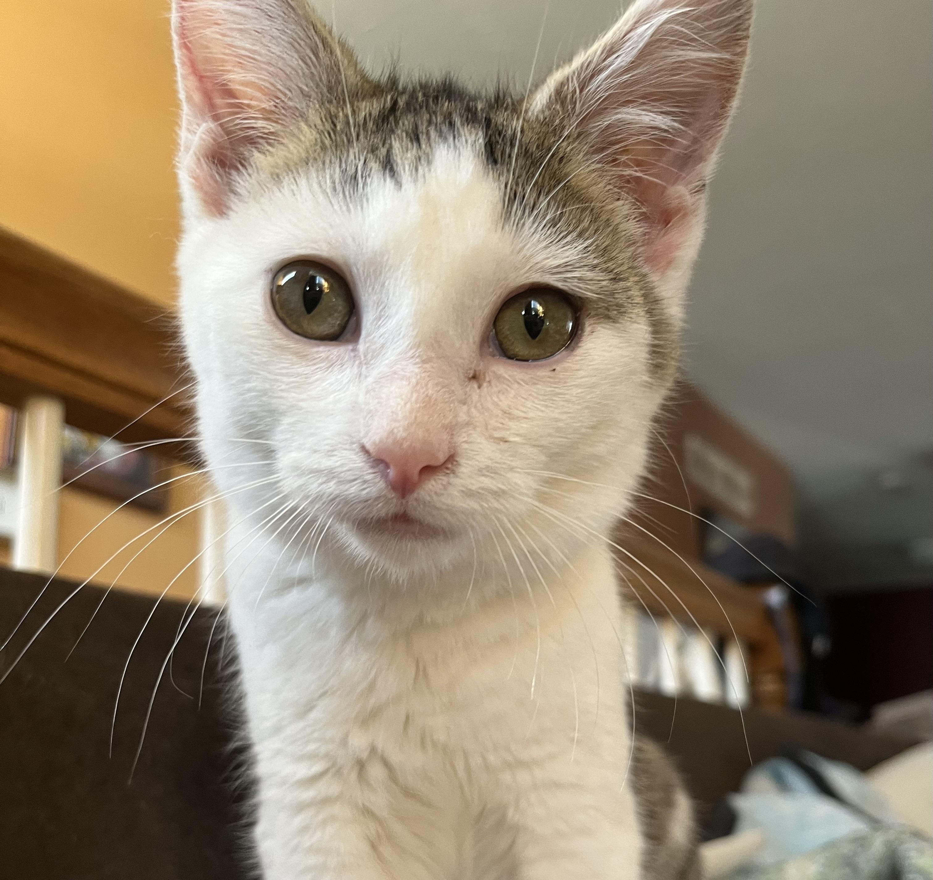 Enlarge Laguna, a ADOPTABLE Domestic Short Hair in Elkton, MD image 2/6