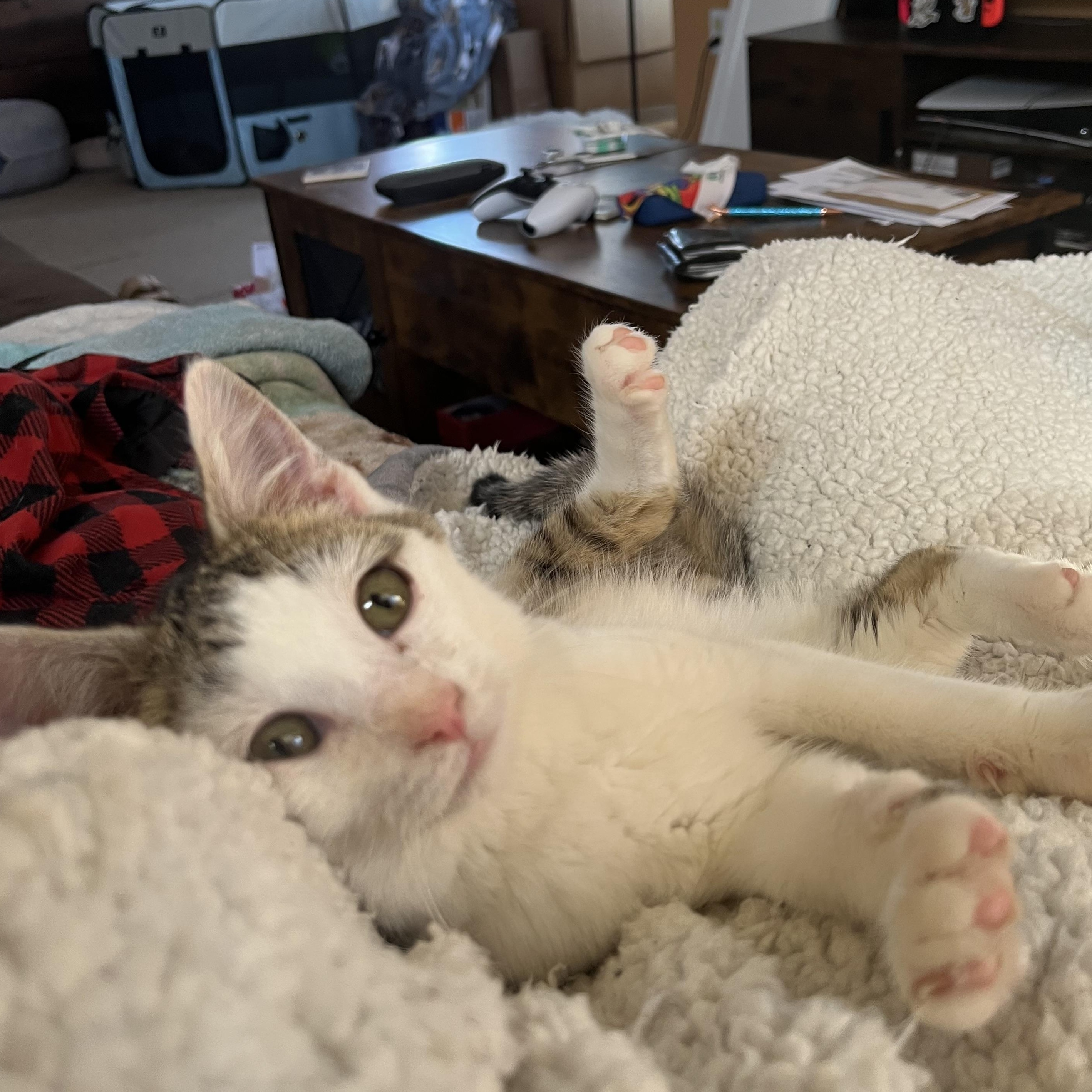 Enlarge Laguna, a ADOPTABLE Domestic Short Hair in Elkton, MD image 6/6