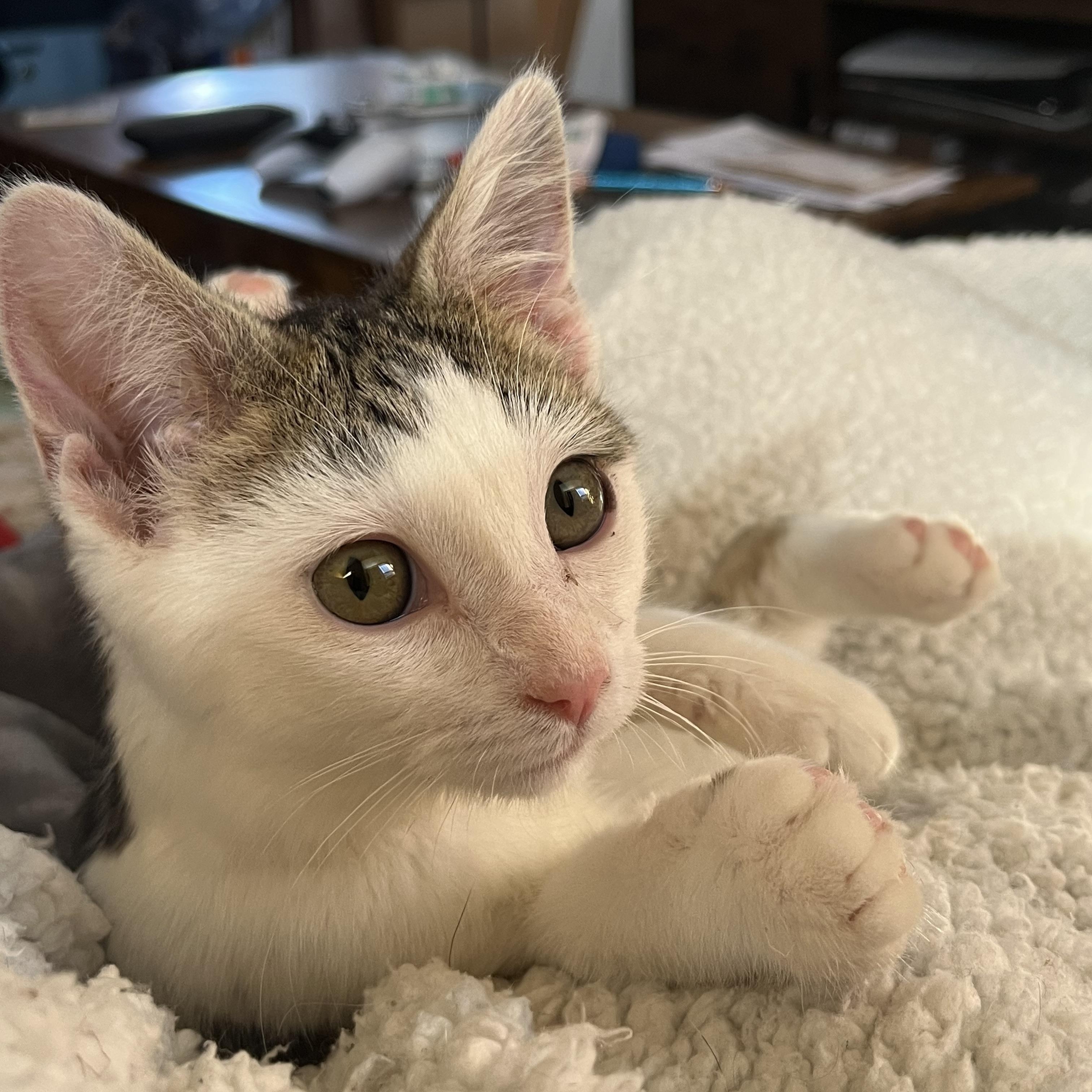 Enlarge Laguna, a ADOPTABLE Domestic Short Hair in Elkton, MD image 5/6