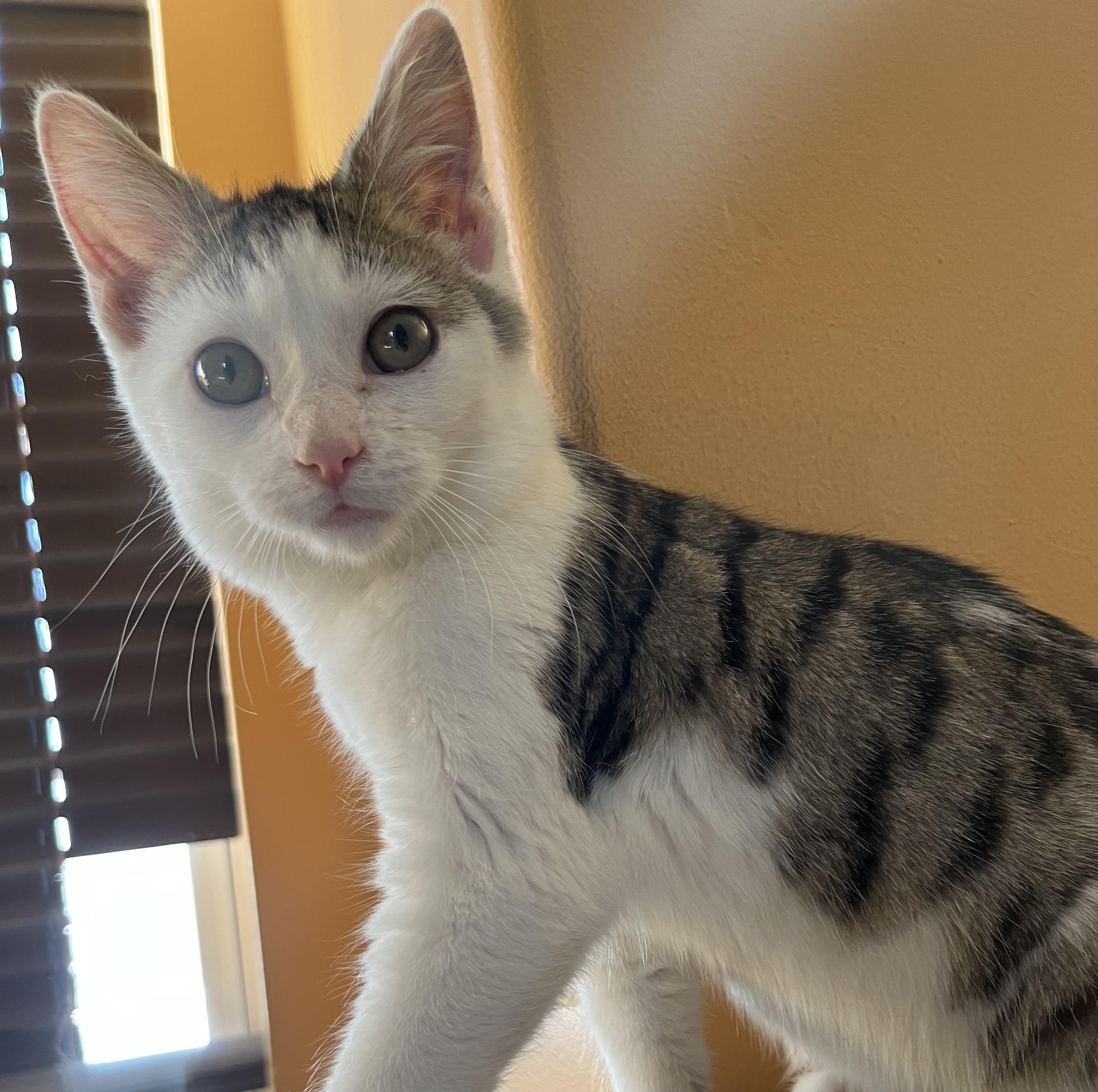 Enlarge Laguna, a ADOPTABLE Domestic Short Hair in Elkton, MD image 4/6