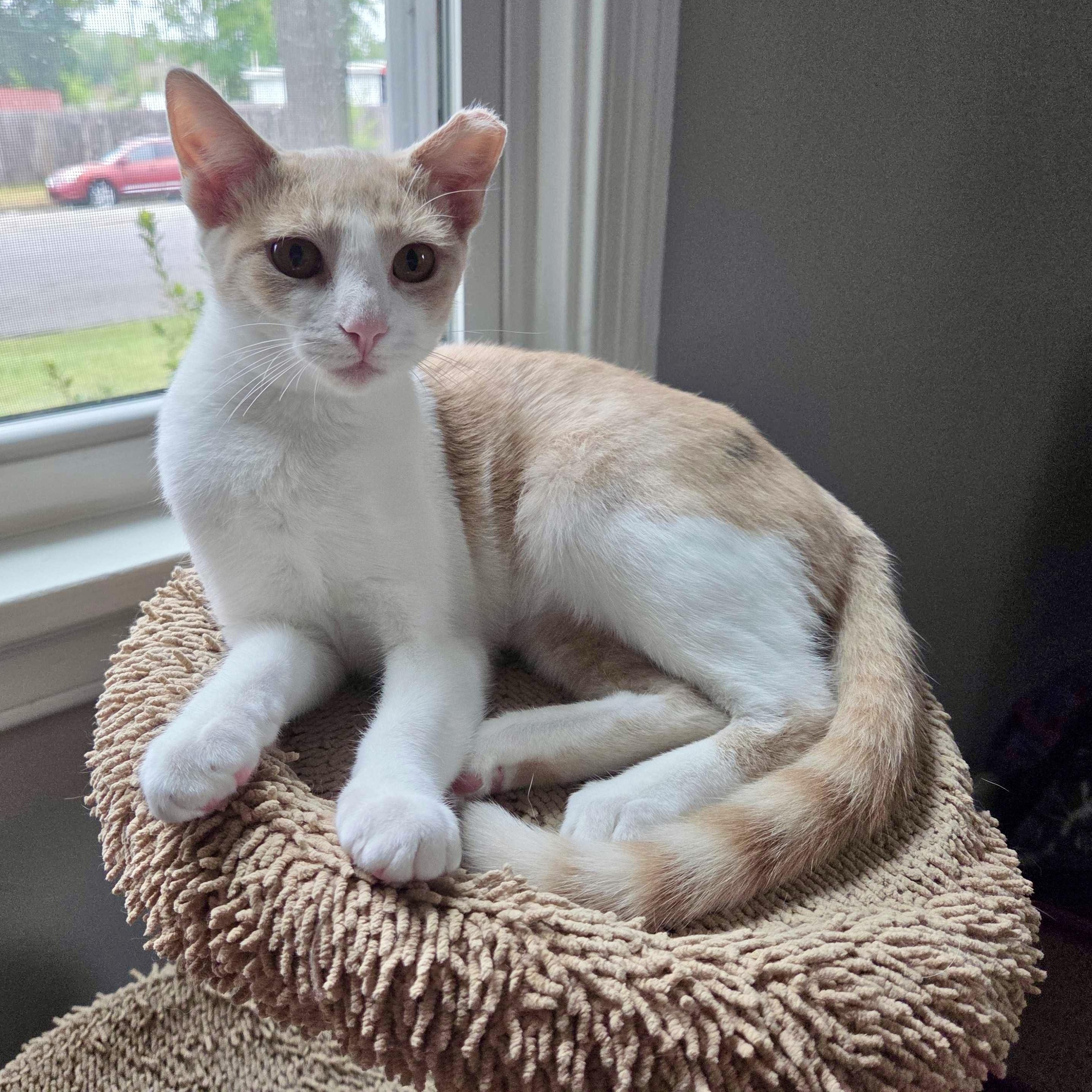 Enlarge Sticky, a Adopted Domestic Short Hair in Richmond, VA image 1/1