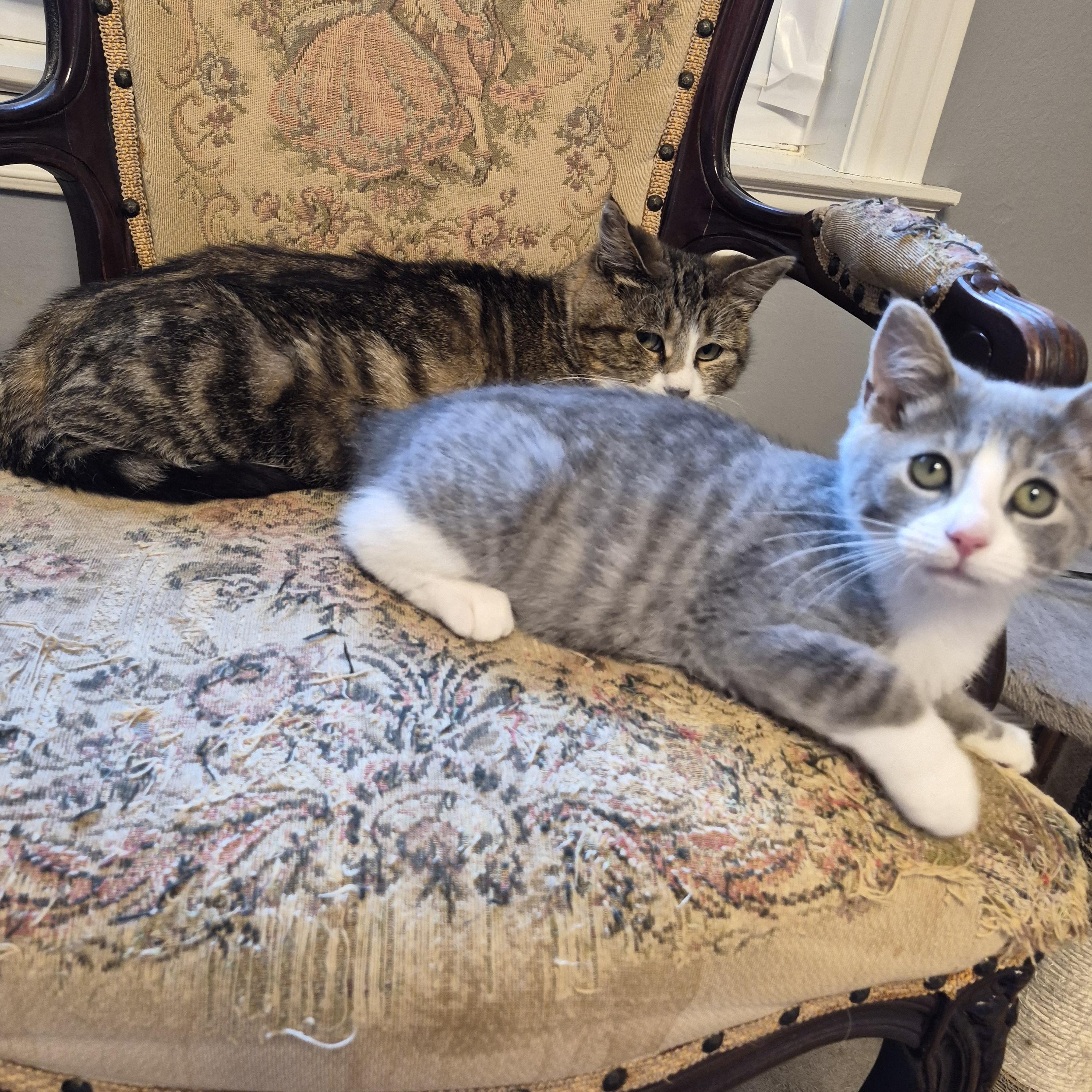 Enlarge Bahama Mama and Bimini, a Adoptable Domestic Short Hair in Dartmouth, NS image 3/6