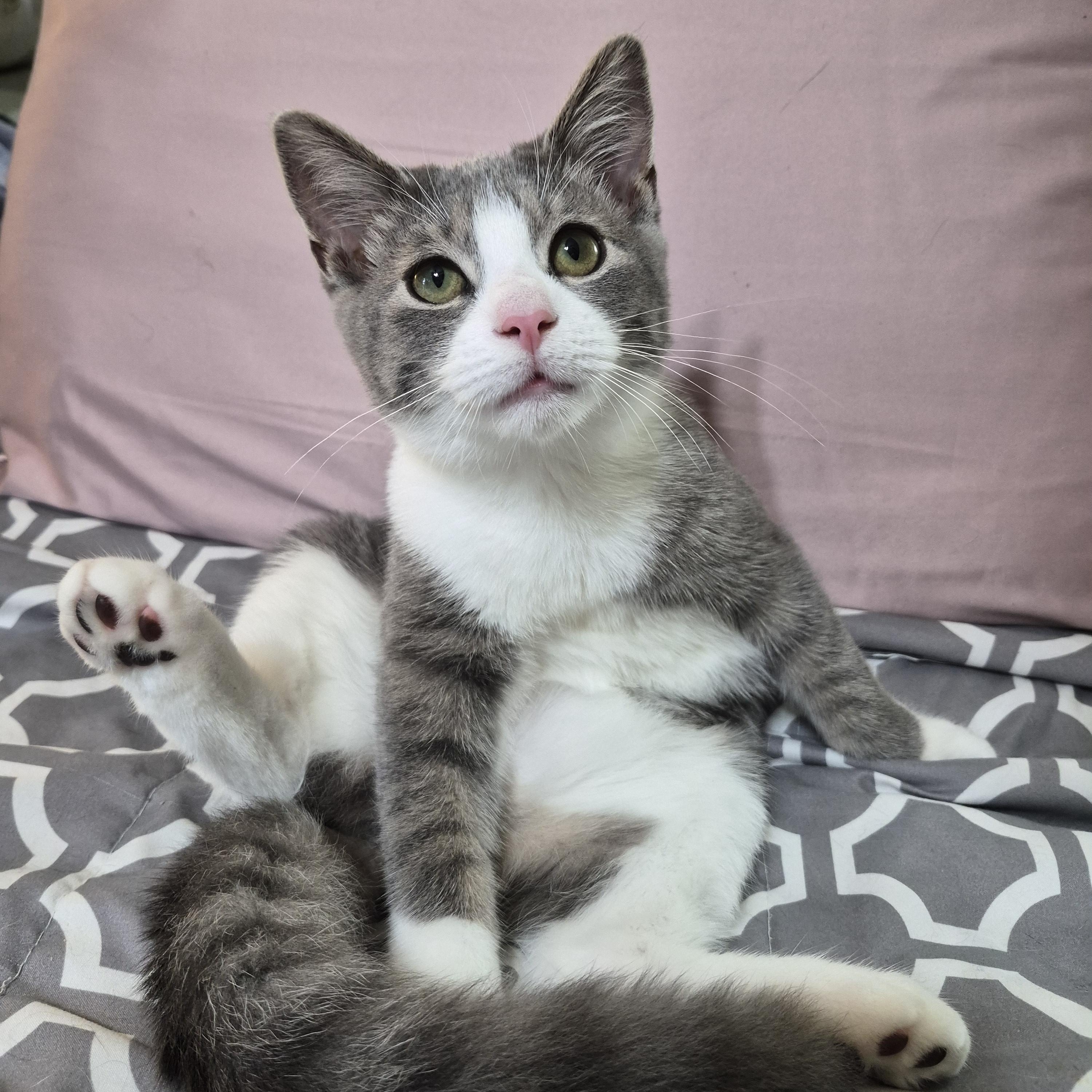 Enlarge Bahama Mama and Bimini, a Adoptable Domestic Short Hair in Dartmouth, NS image 2/6