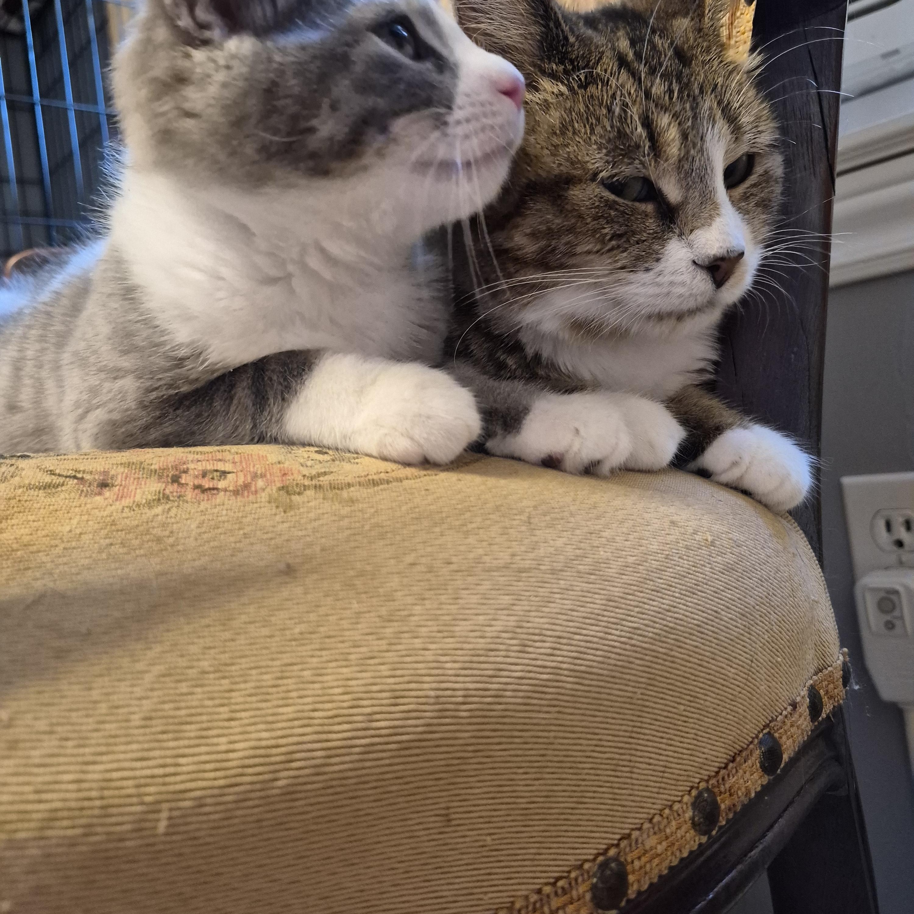 Enlarge Bahama Mama and Bimini, a Adoptable Domestic Short Hair in Dartmouth, NS image 5/6