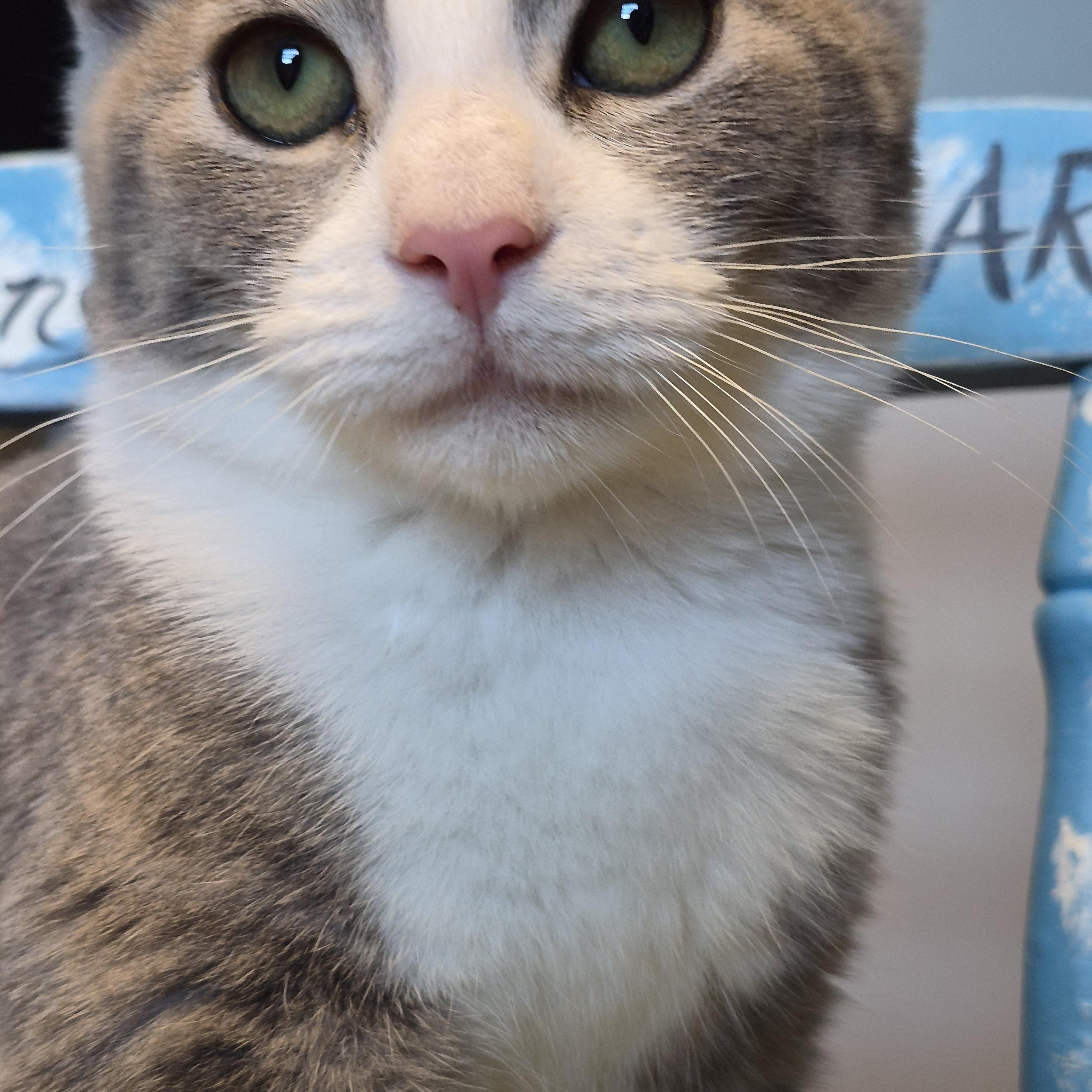 Enlarge Bahama Mama and Bimini, a Adoptable Domestic Short Hair in Dartmouth, NS image 4/6