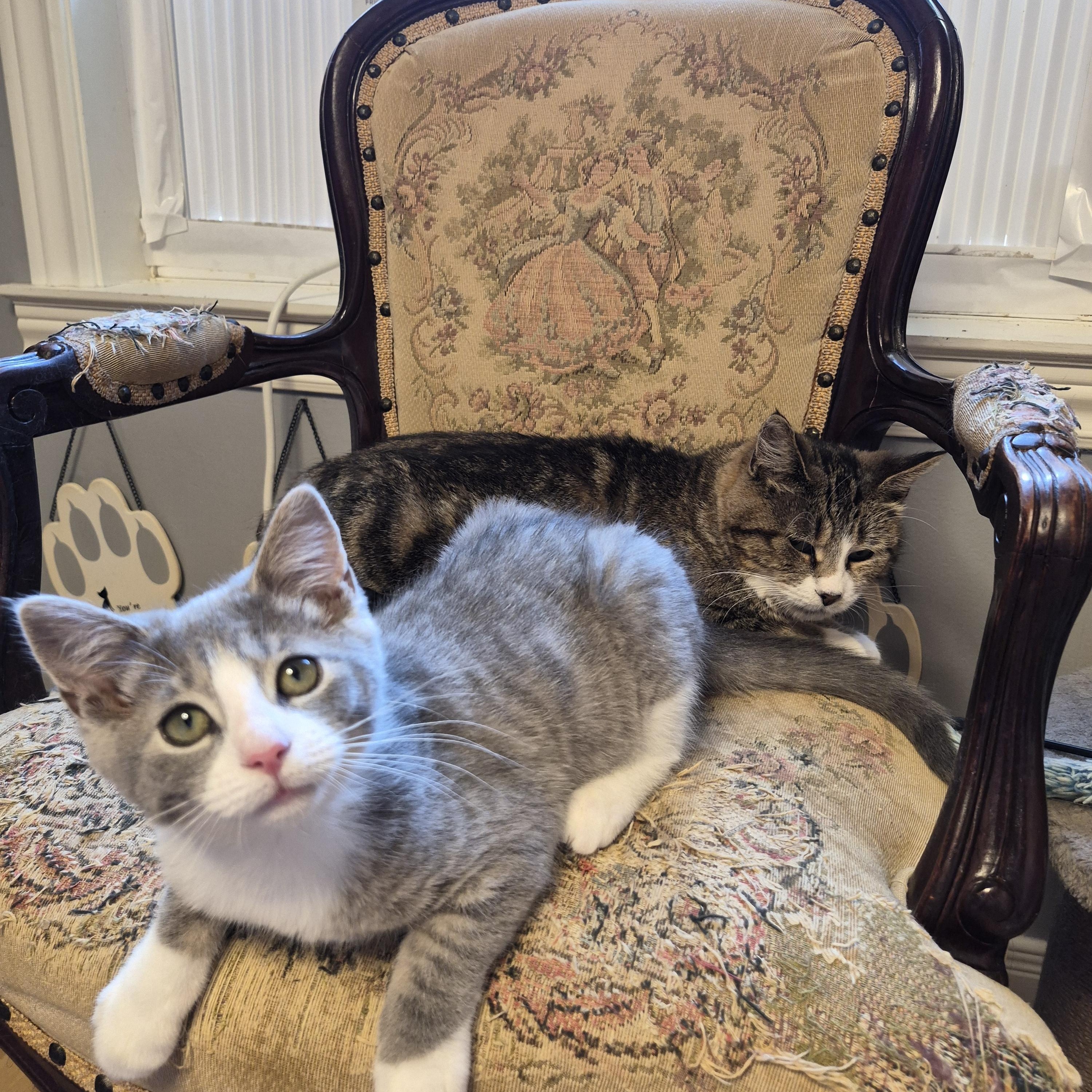 Enlarge Bahama Mama and Bimini, a Adoptable Domestic Short Hair in Dartmouth, NS image 1/6