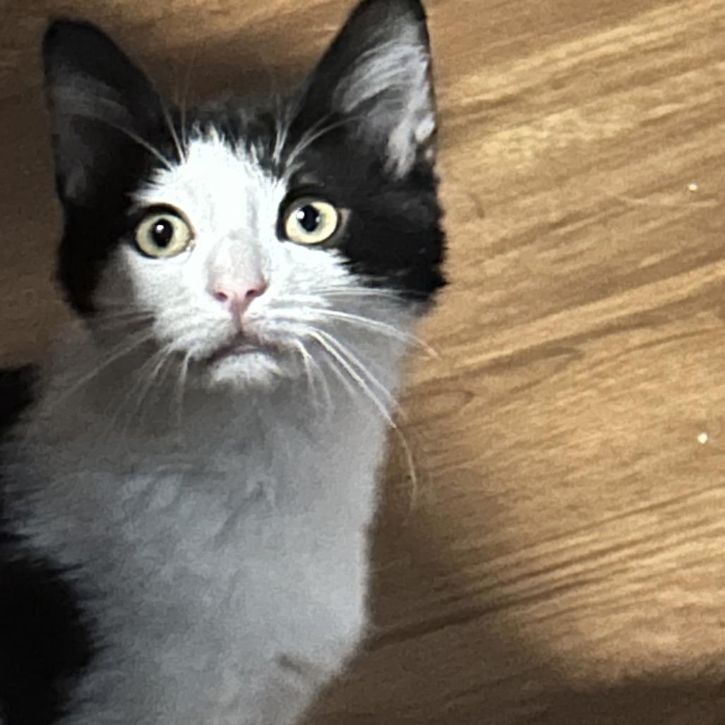 Enlarge Penny, a Adoptable Domestic Short Hair in Santa Rosa, CA image 1/4