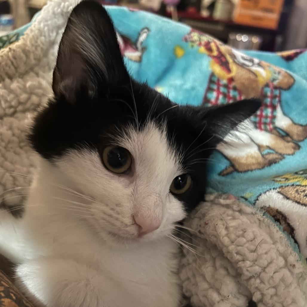 Enlarge Penny, a Adoptable Domestic Short Hair in Santa Rosa, CA image 2/4