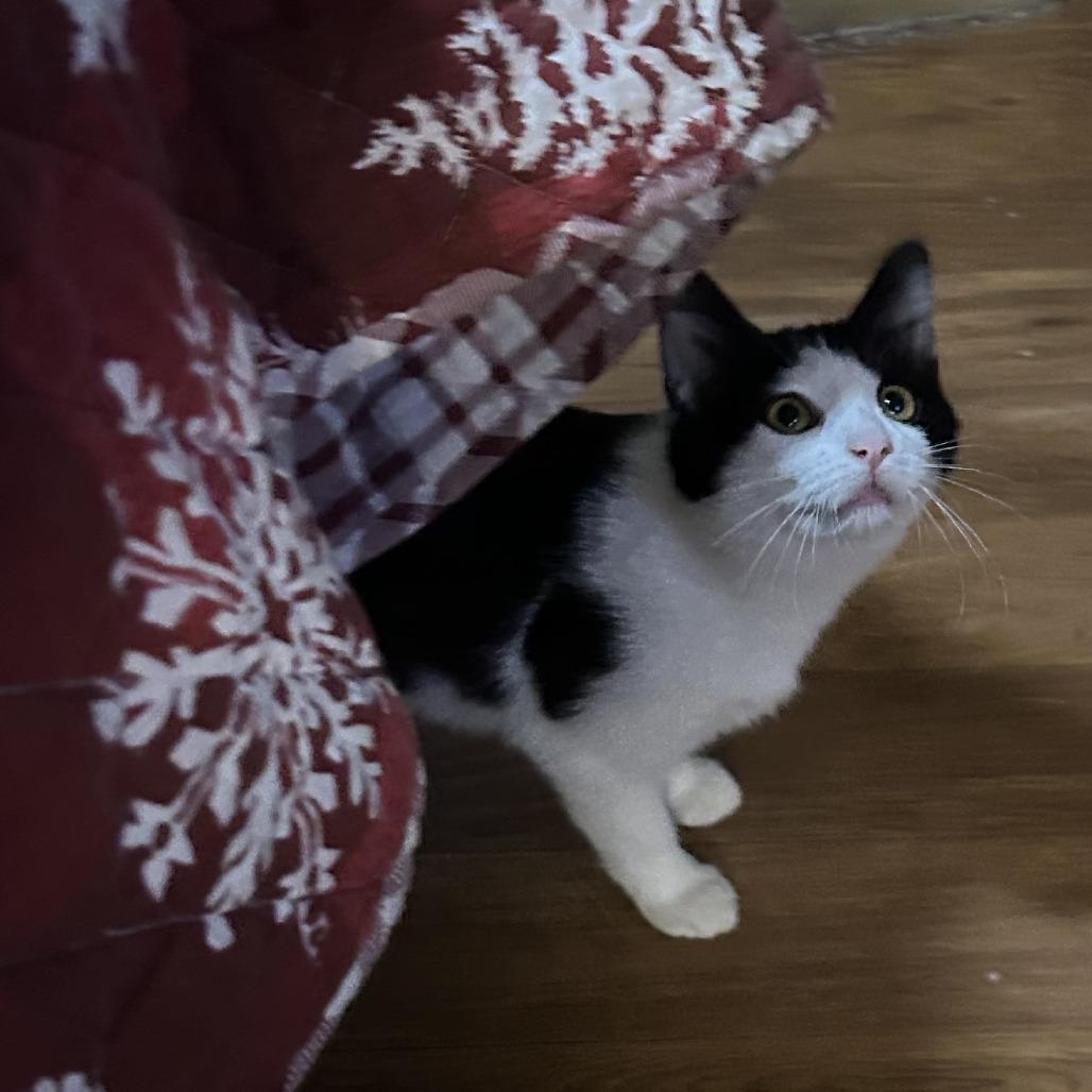 Enlarge Penny, a Adoptable Domestic Short Hair in Santa Rosa, CA image 4/4