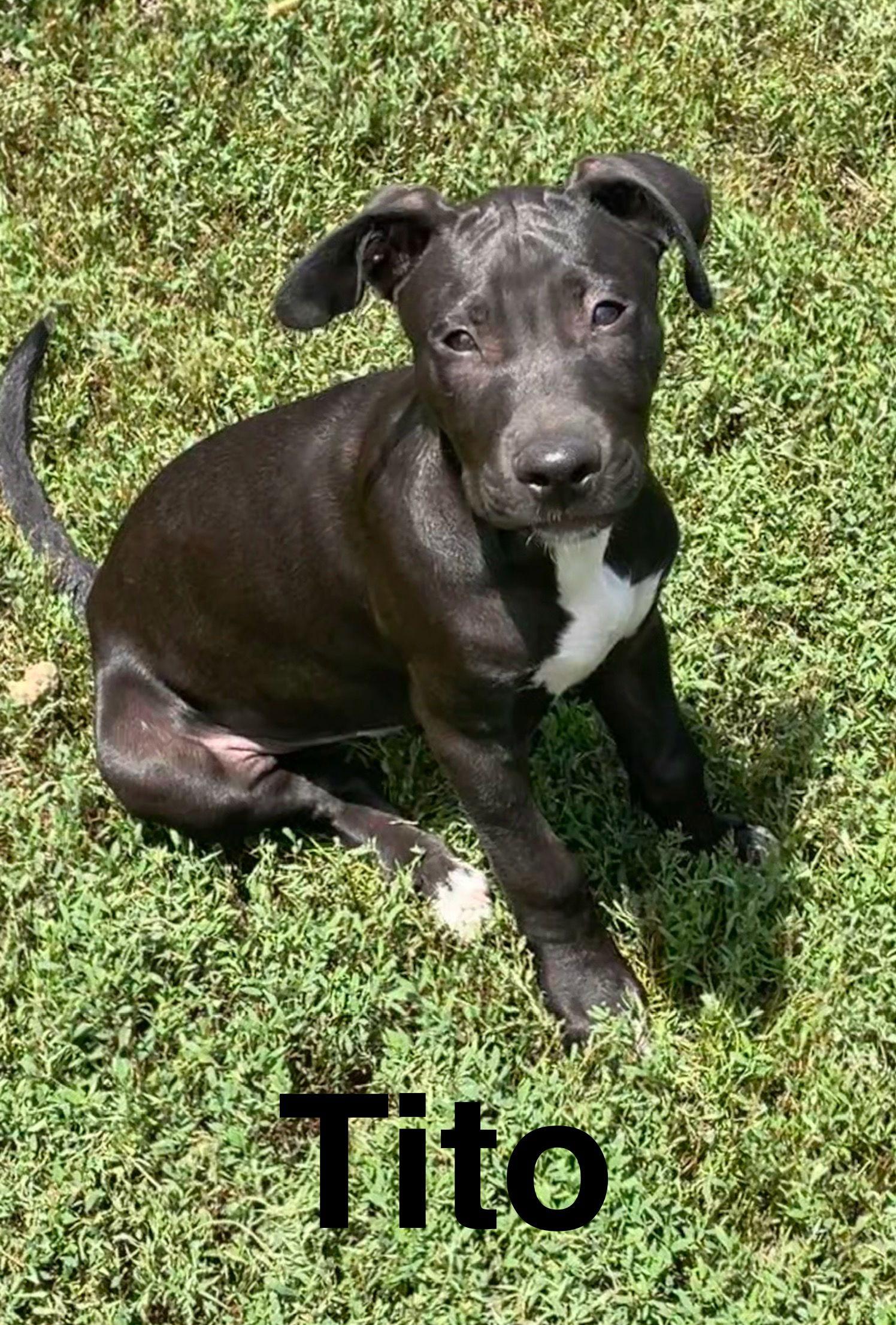 Tito, Adoptable, Young Male Mixed Breed.