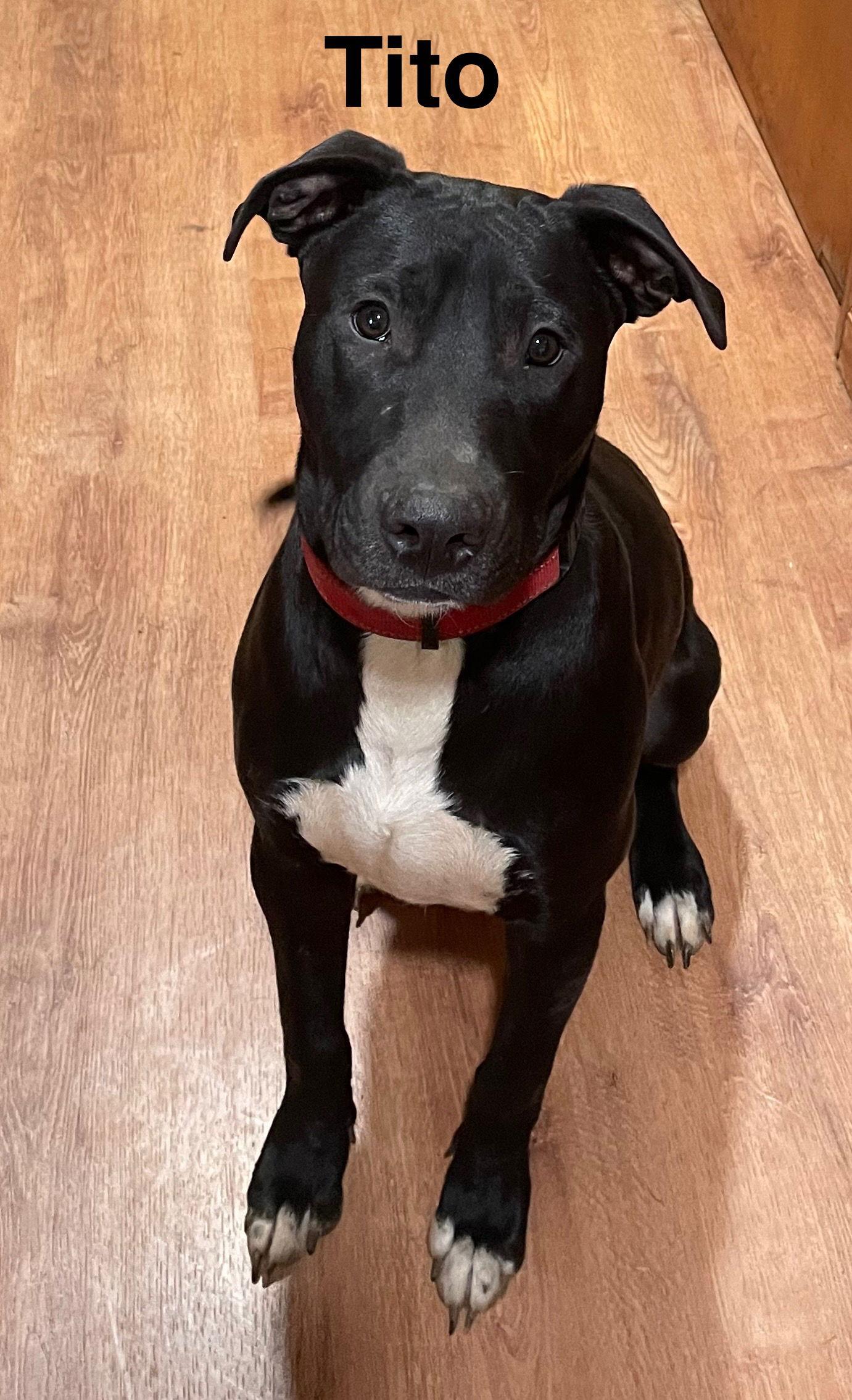 Enlarge Tito, a Adoptable Mixed Breed in Topeka, KS image 1/1