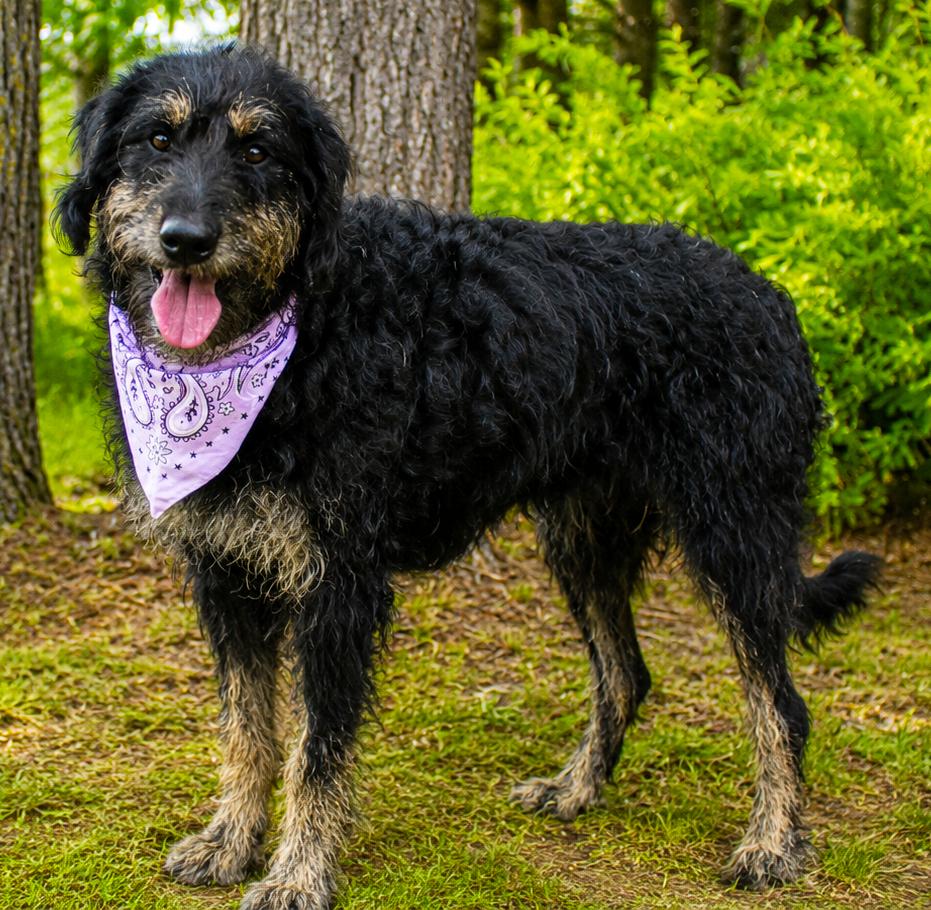 Sophie, a ADOPTABLE Labradoodle in Cheboygan, MI image 6/6