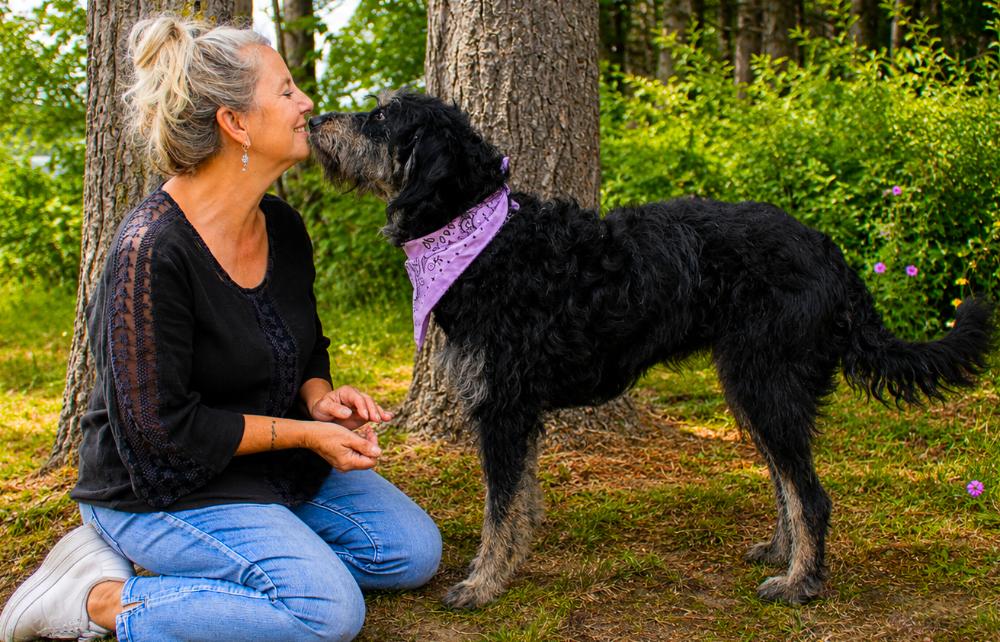 Sophie, a ADOPTABLE Labradoodle in Cheboygan, MI image 5/6