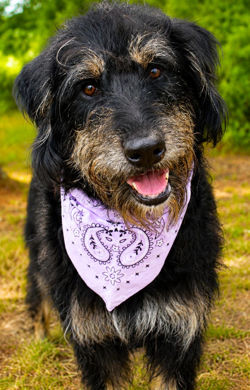 Sophie, ADOPTABLE, Adult Female Labradoodle.