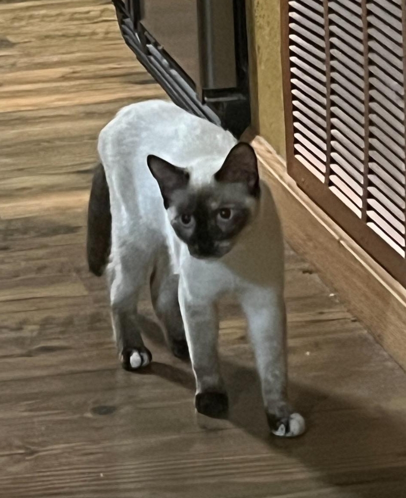 Enlarge Tessa, a Adoptable Domestic Short Hair in Dauphin island, AL image 1/1