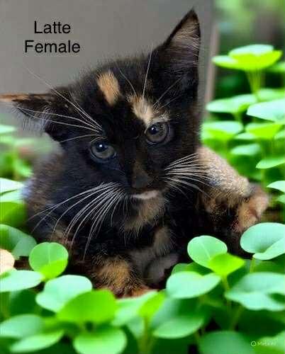 Enlarge Latte (Bonded with Mocha), an adopted Tortoiseshell in Palmdale, CA image 1/1