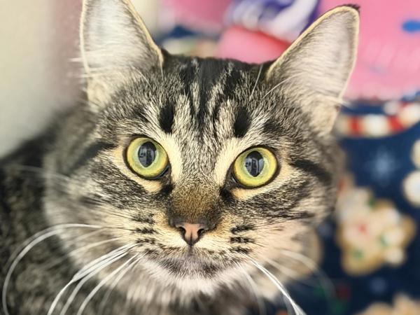 Enlarge Crissy, a Adoptable mixed breed in Portland, OR image 1/2