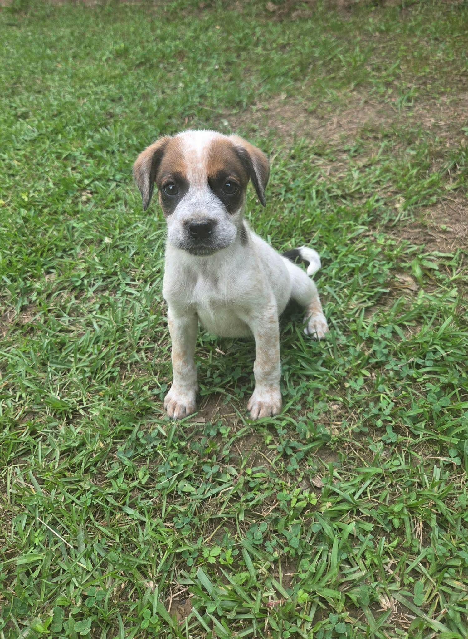Enlarge Jovie, a Adoptable mixed breed in Plymouth, MA image 4/6