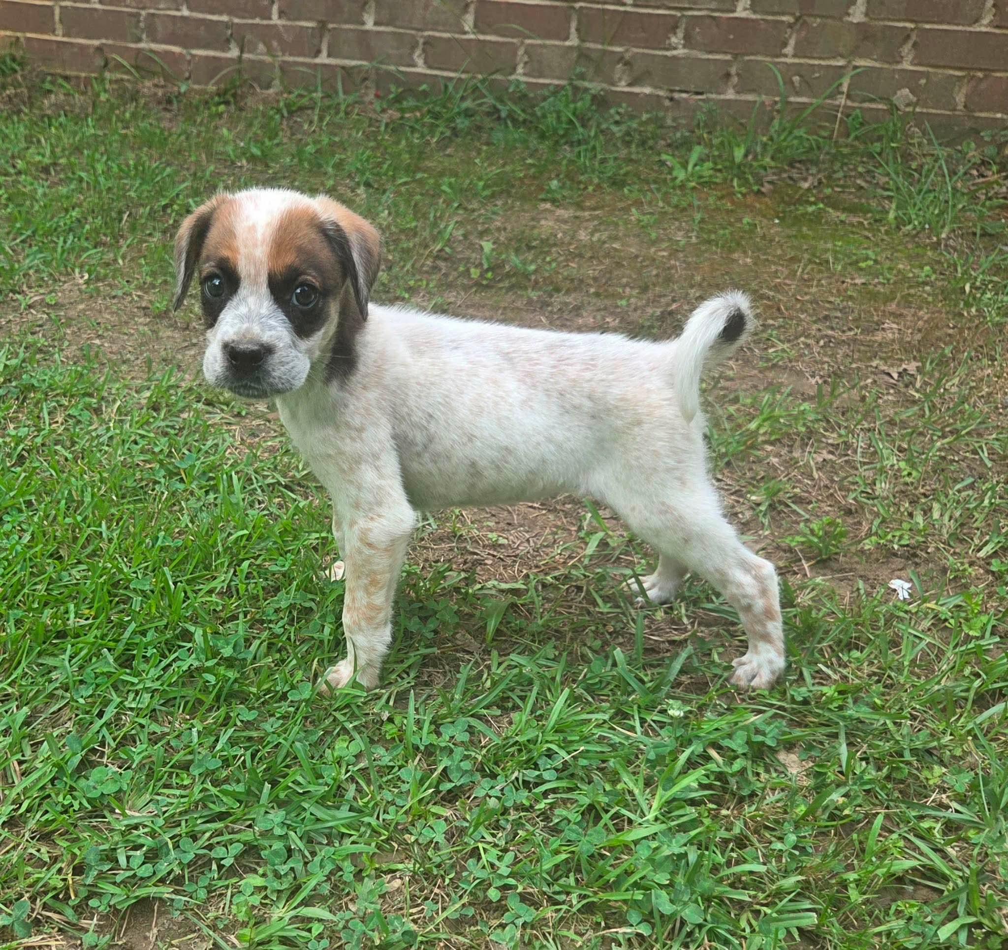 Jovie, Adoptable, Puppy Female Boxer & Australian Cattle Dog / Blue Heeler.
