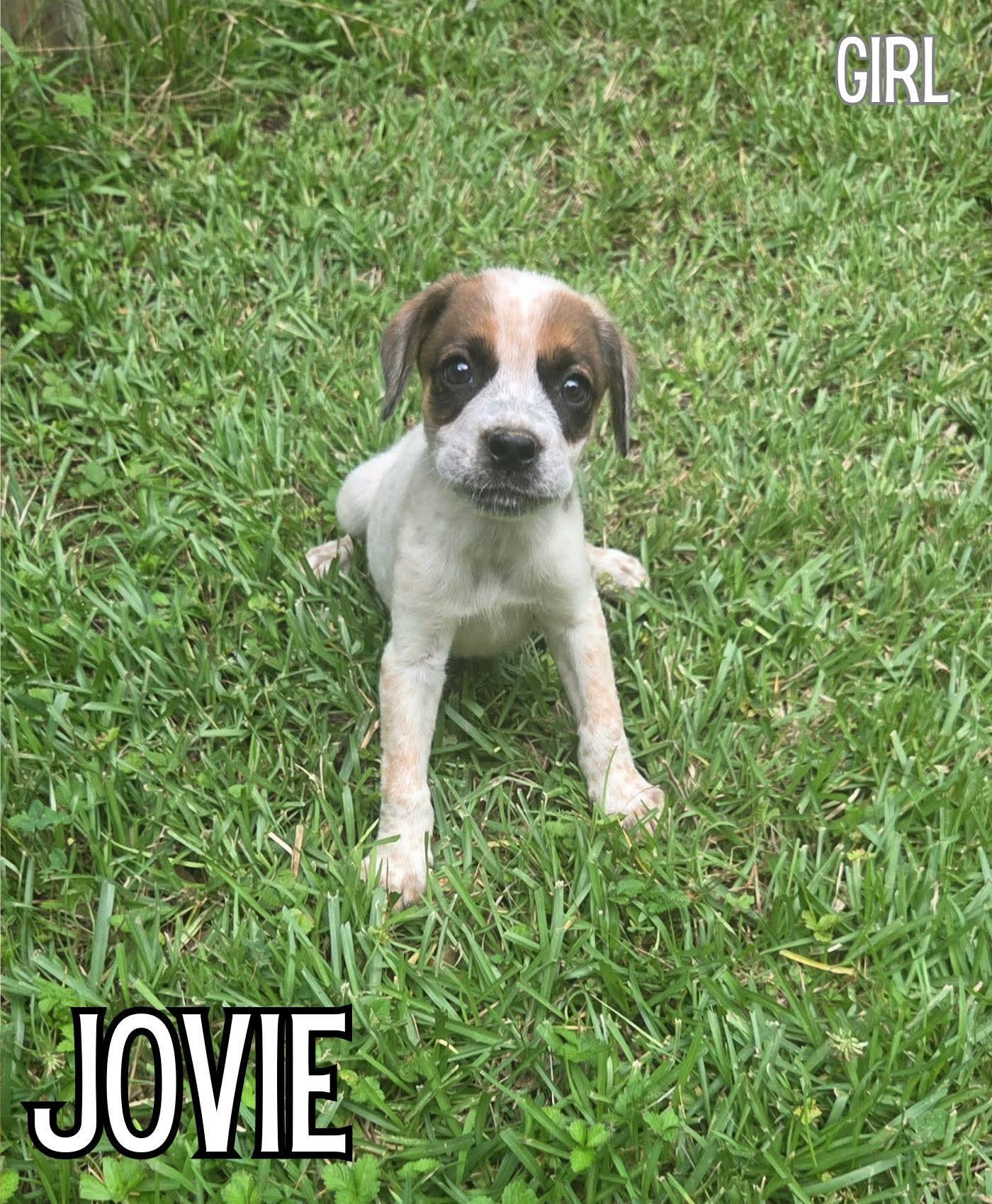 Enlarge Jovie, a Adoptable mixed breed in Plymouth, MA image 2/6