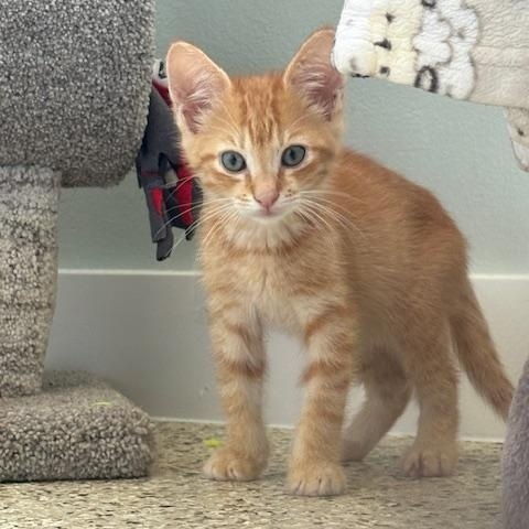 Copper