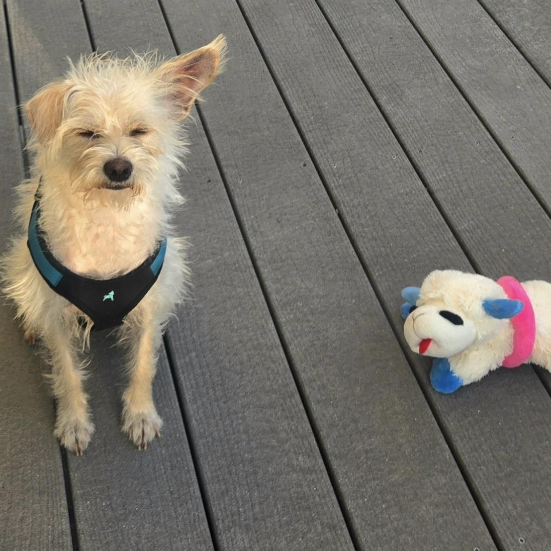 Buddy, an adoptable Terrier in Bradenton, FL image 2/4