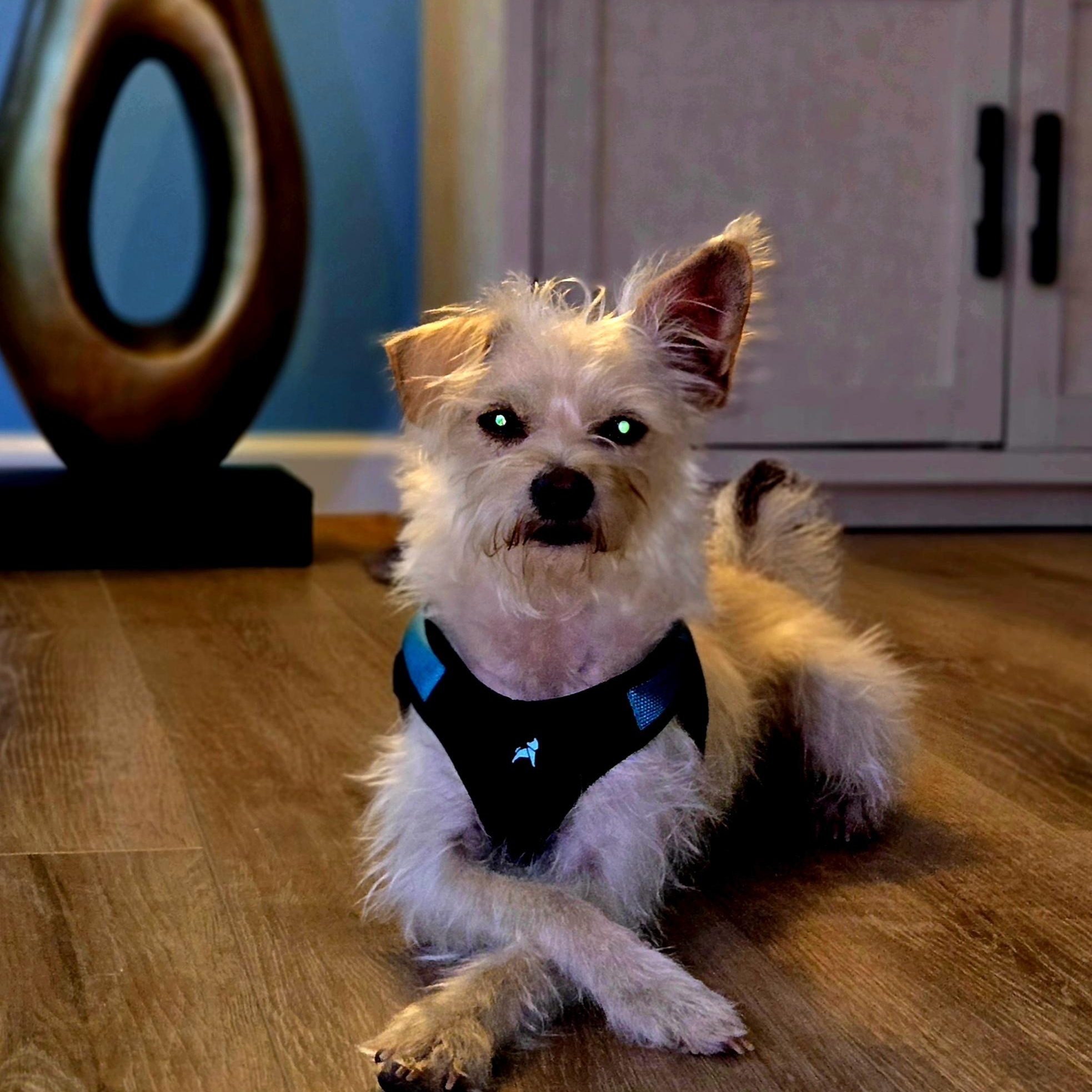 Buddy, an adoptable Terrier in Bradenton, FL image 3/4