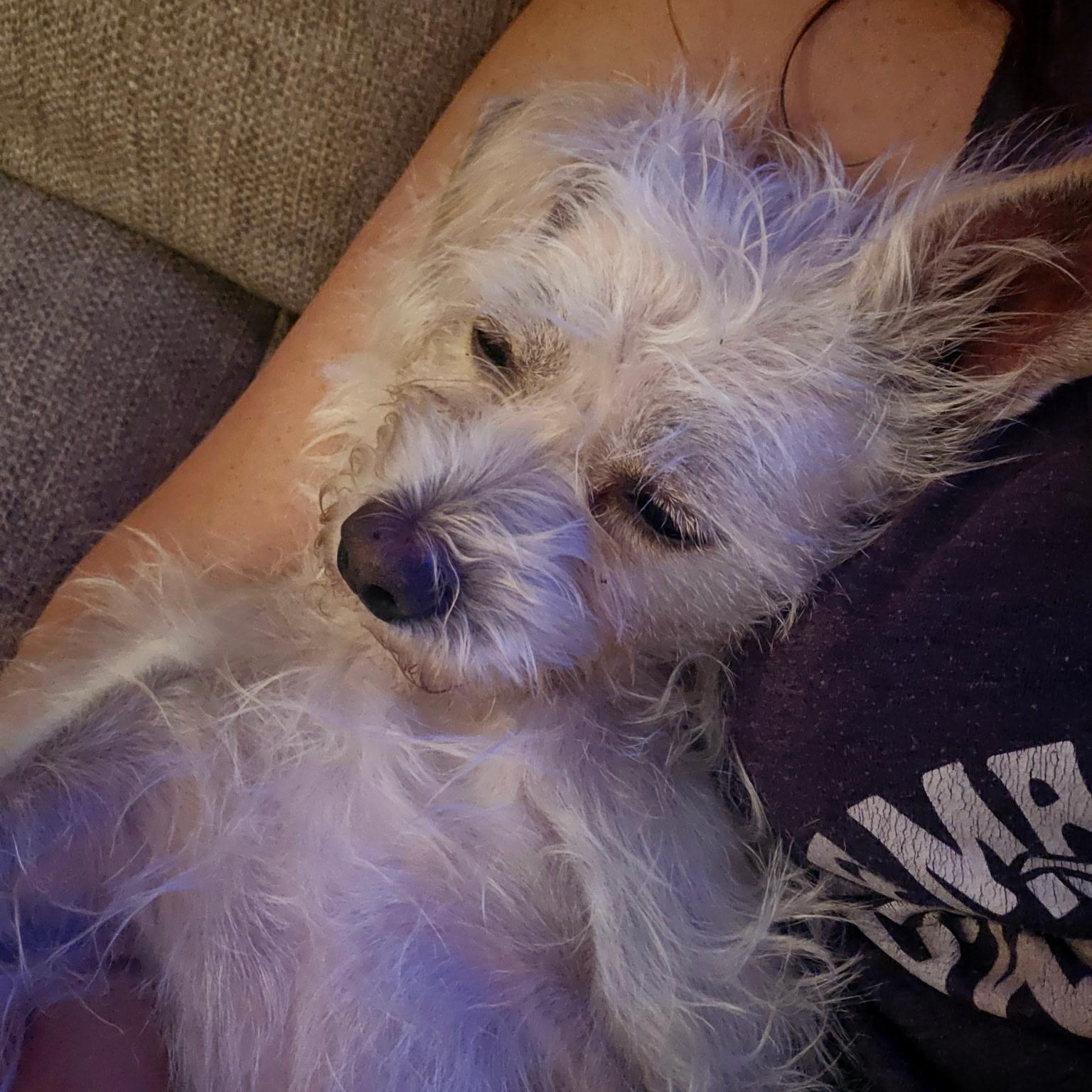 Buddy, an adoptable Terrier in Bradenton, FL image 4/4