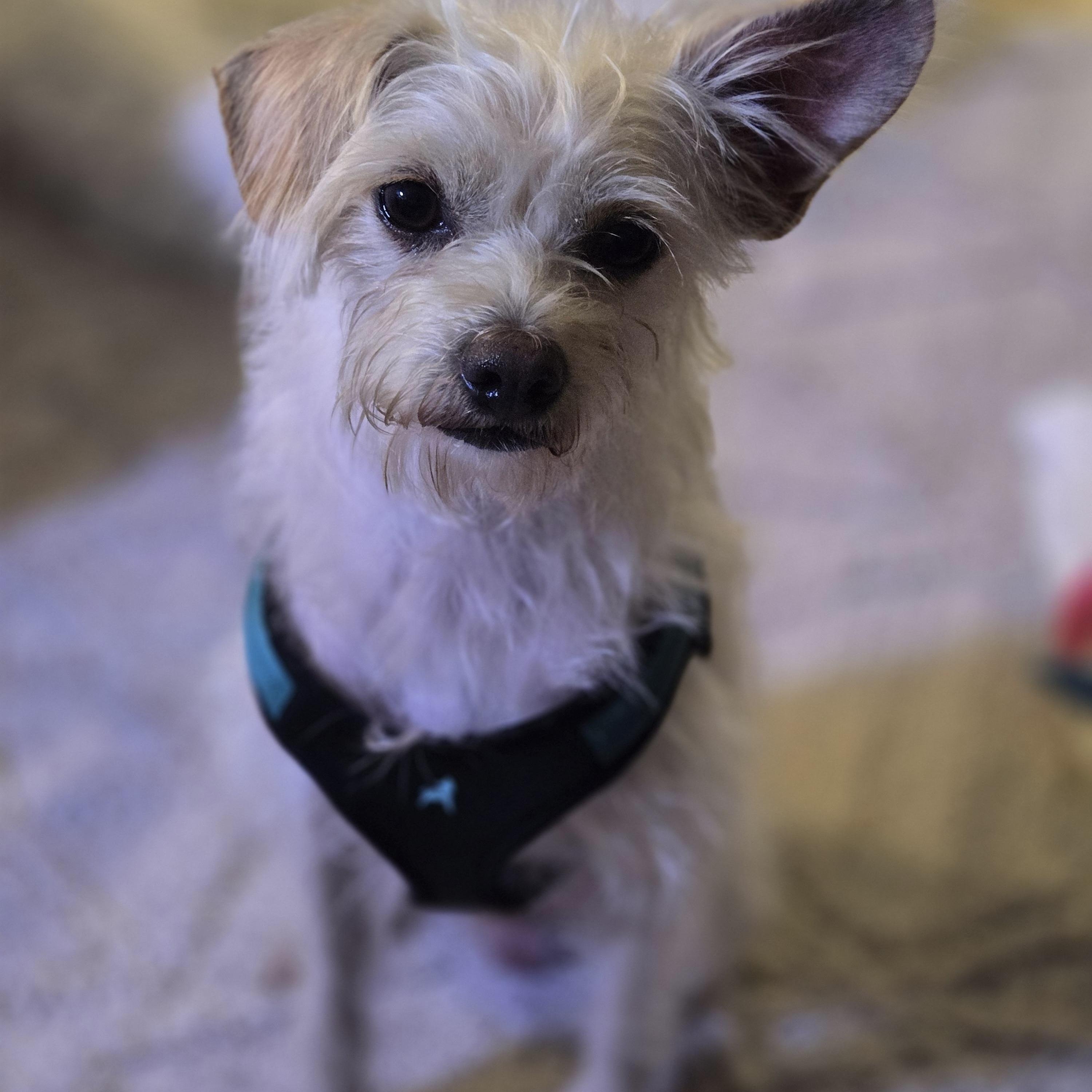 Buddy, an adoptable Terrier in Bradenton, FL image 1/4
