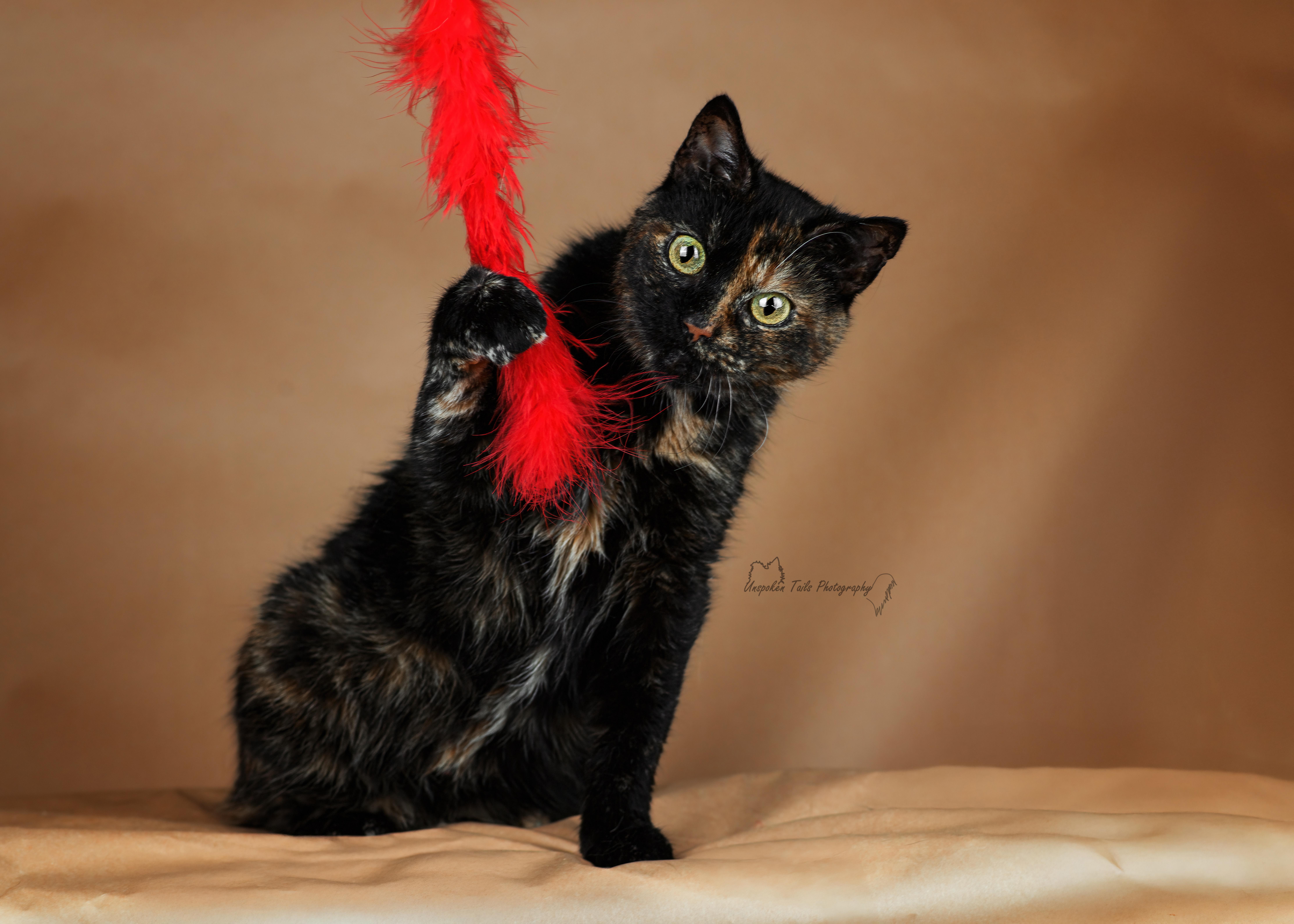 Eve, an adopted American Shorthair in Salisbury Mills, NY image 2/3