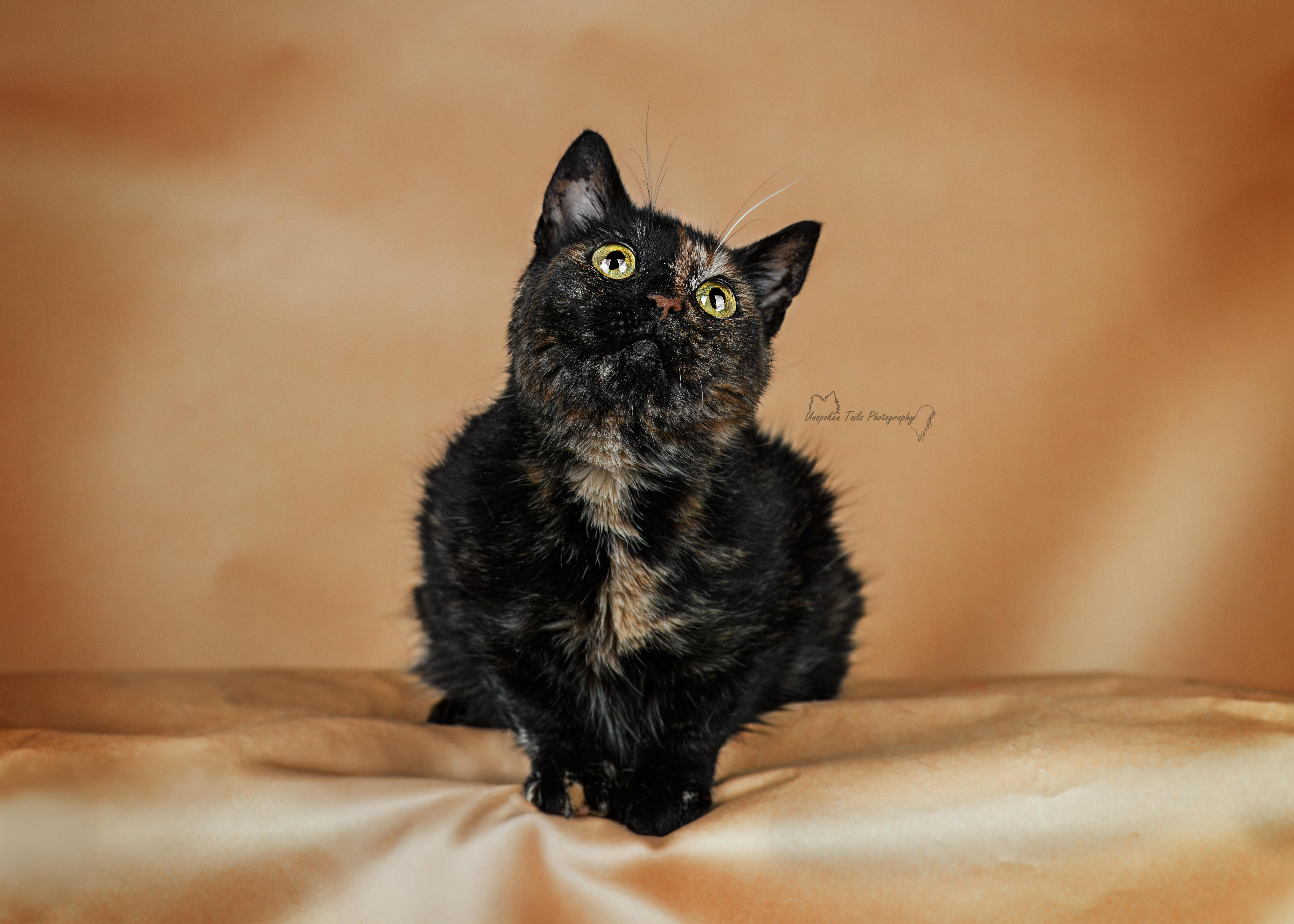 Eve, an adopted American Shorthair in Salisbury Mills, NY image 3/3