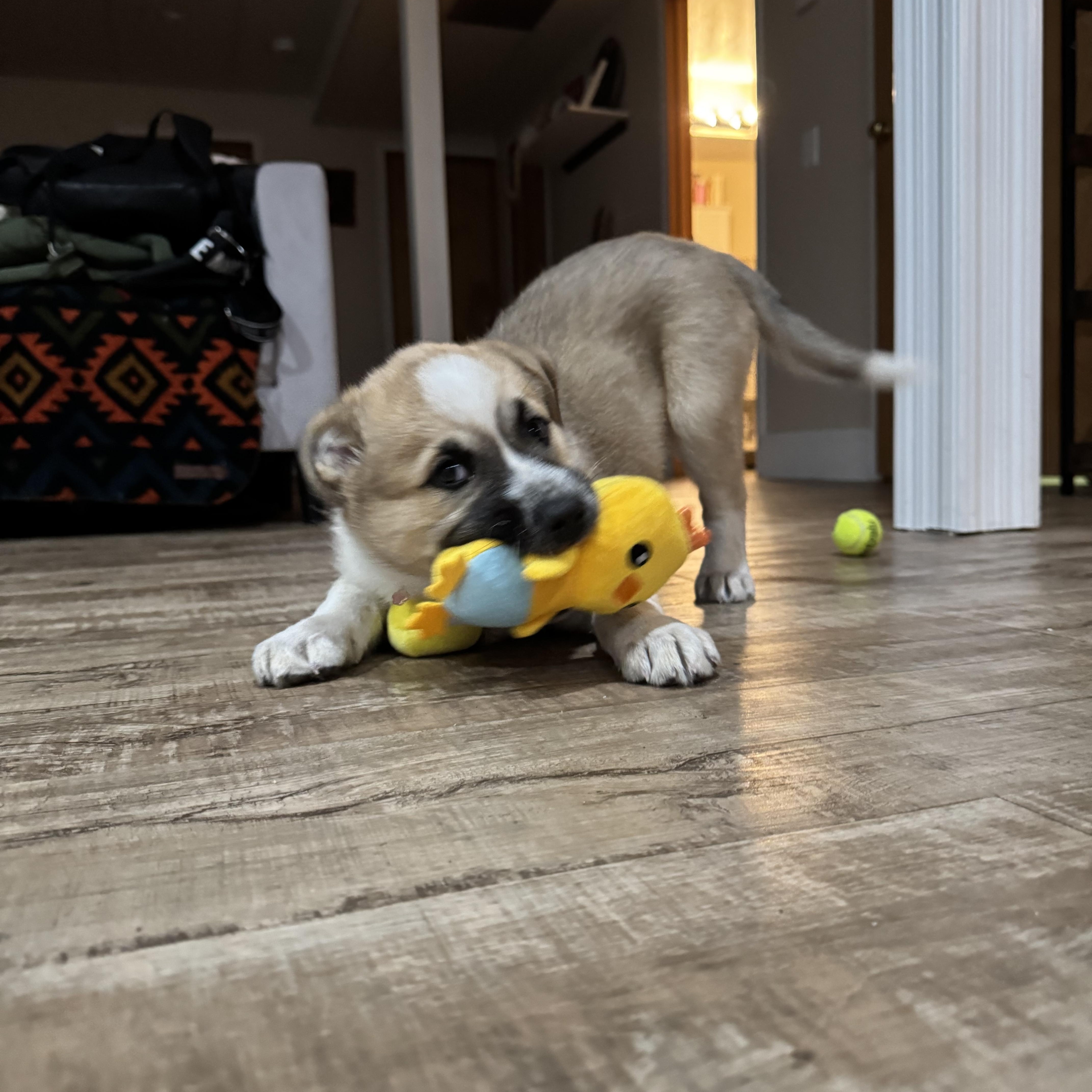 Sandy, a ADOPTABLE mixed breed in Saskatoon, SK image 3/6