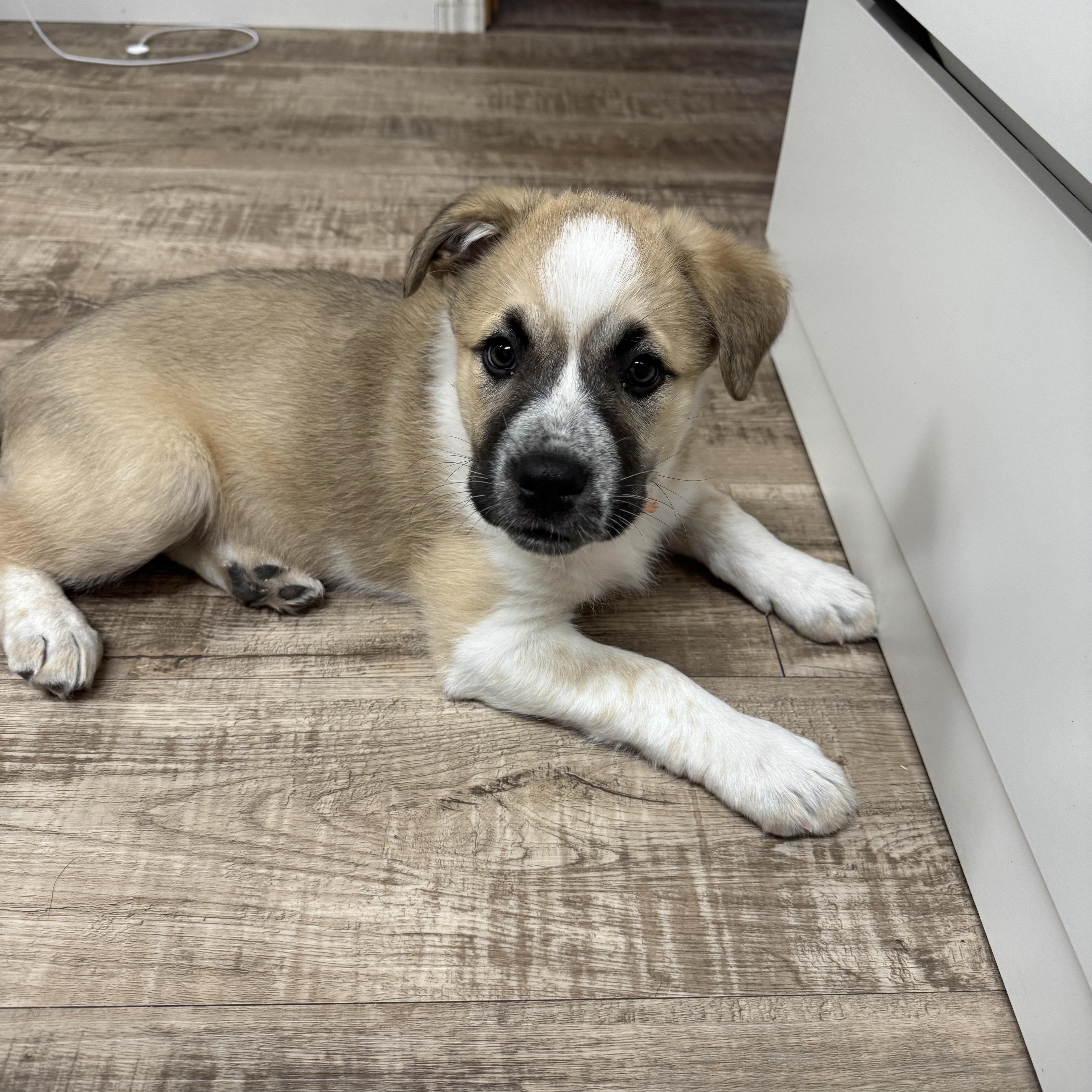 Sandy, a ADOPTABLE mixed breed in Saskatoon, SK image 5/6