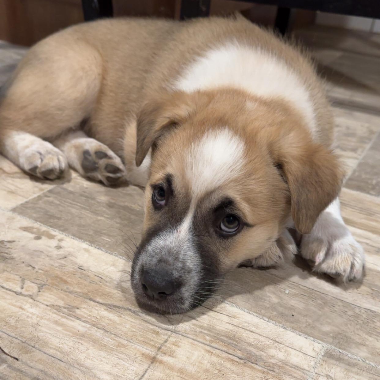 Sandy, a ADOPTABLE mixed breed in Saskatoon, SK image 1/6