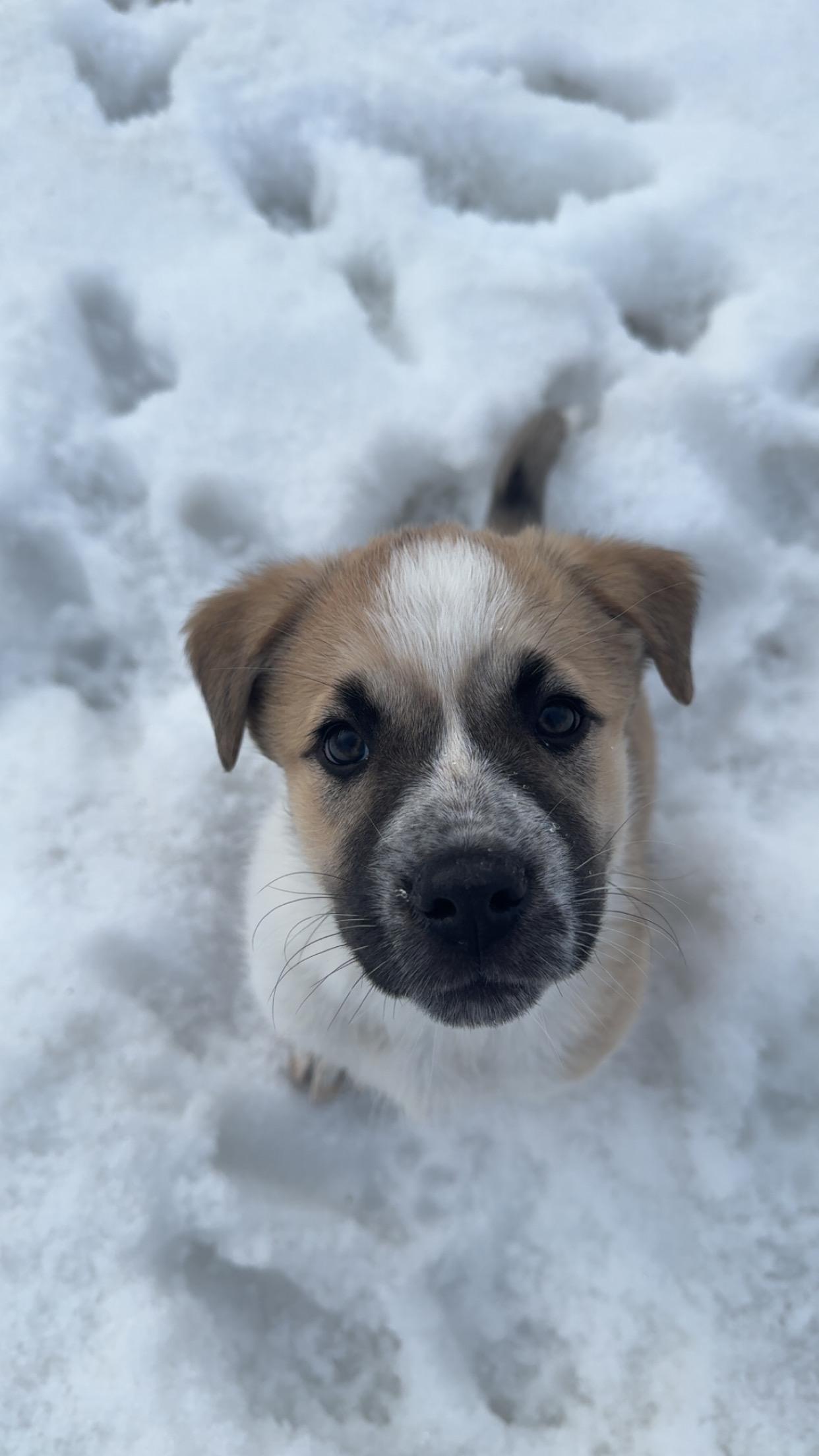 Sandy, a ADOPTABLE mixed breed in Saskatoon, SK image 6/6