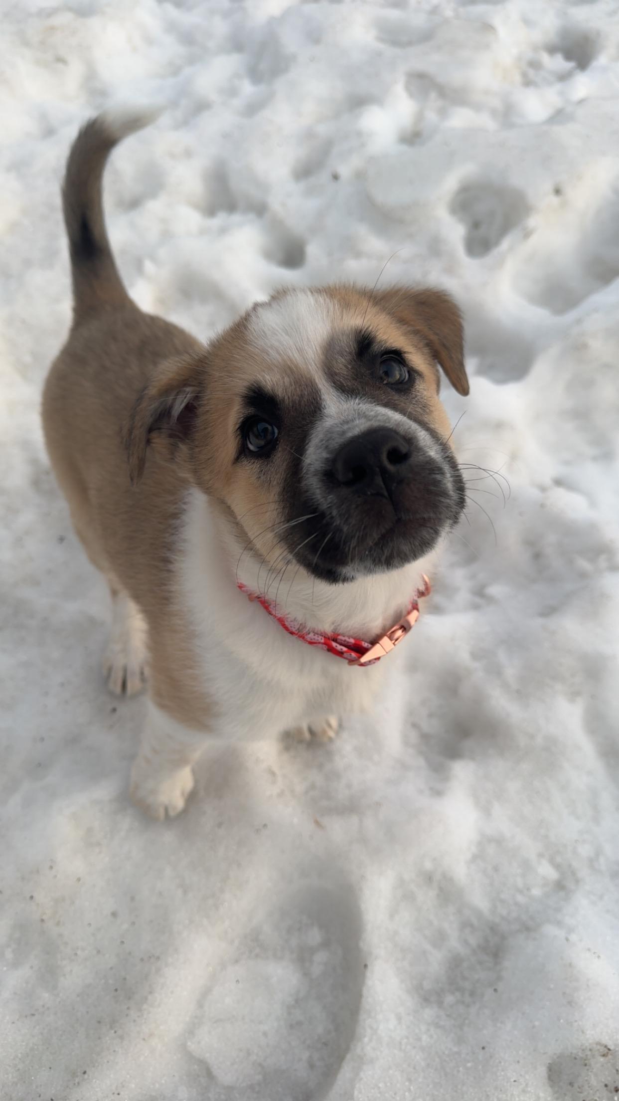 Sandy, a ADOPTABLE mixed breed in Saskatoon, SK image 2/6
