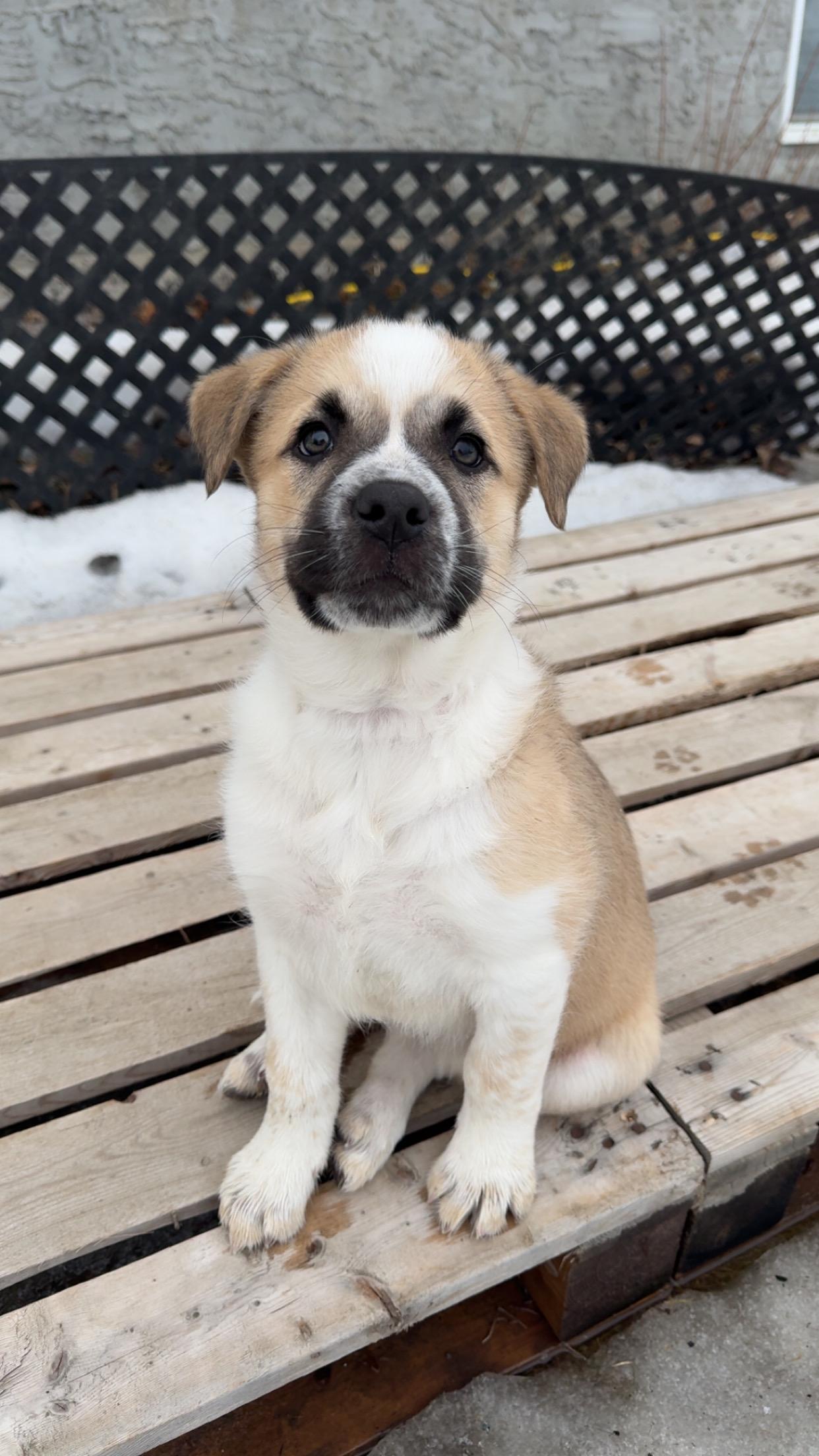 Sandy, a ADOPTABLE mixed breed in Saskatoon, SK image 4/6