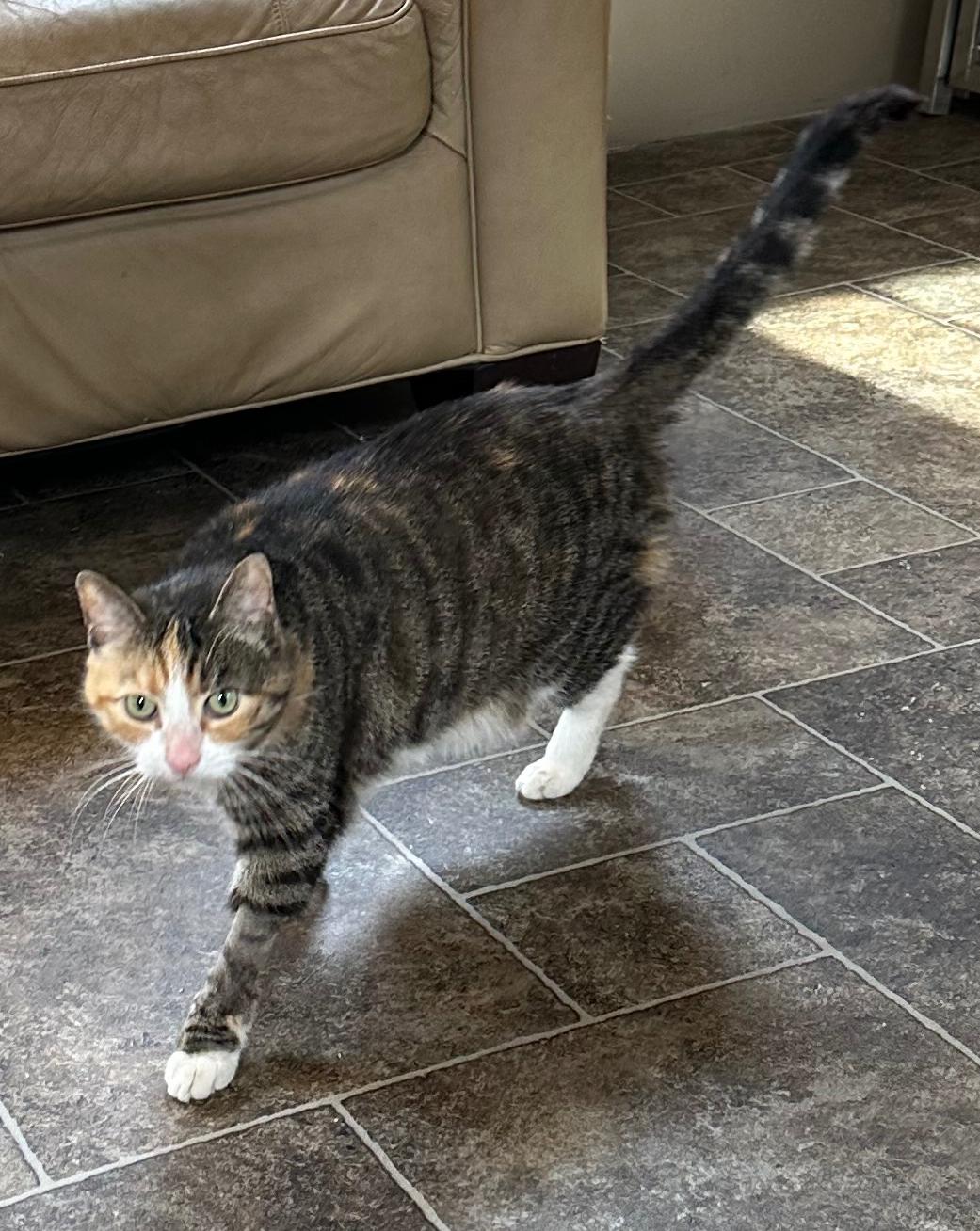 Kate, Adopted, Young Female Domestic Short Hair.