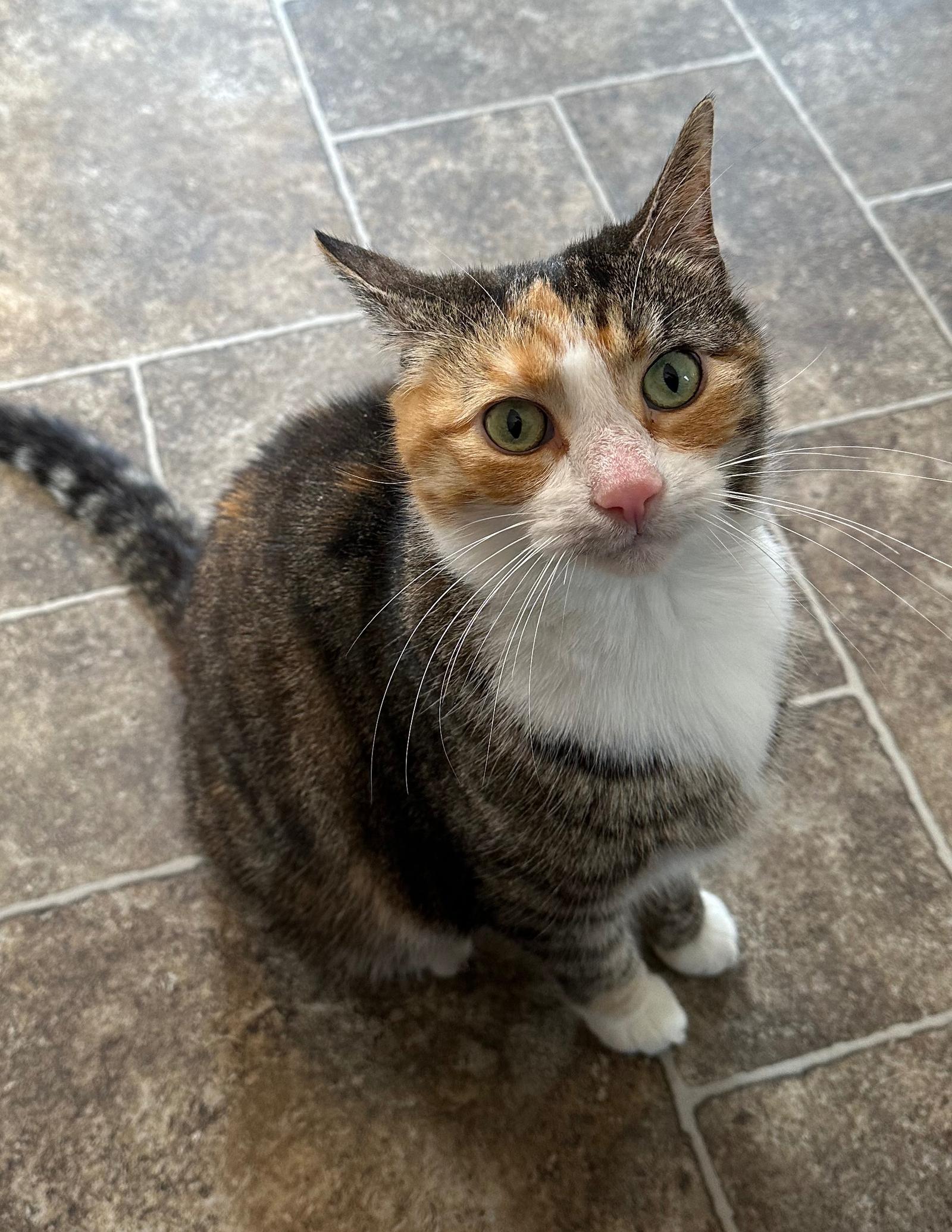 Enlarge Kate, a Adopted Domestic Short Hair in Elkins, WV image 2/3