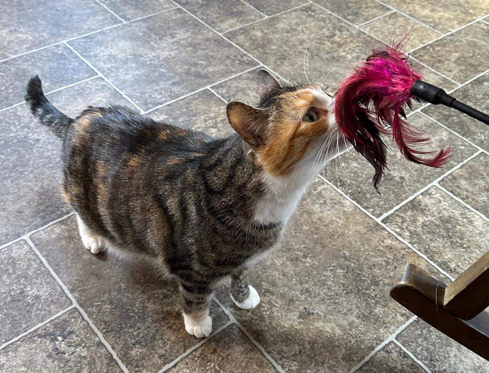 Enlarge Kate, a Adopted Domestic Short Hair in Elkins, WV image 3/3