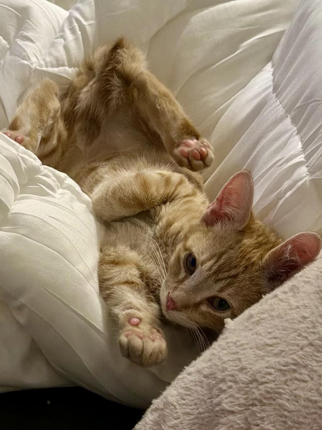Enlarge Arthur (bonded with Monkey Bread), a Adoptable Domestic Short Hair in San Francisco, CA image 2/6