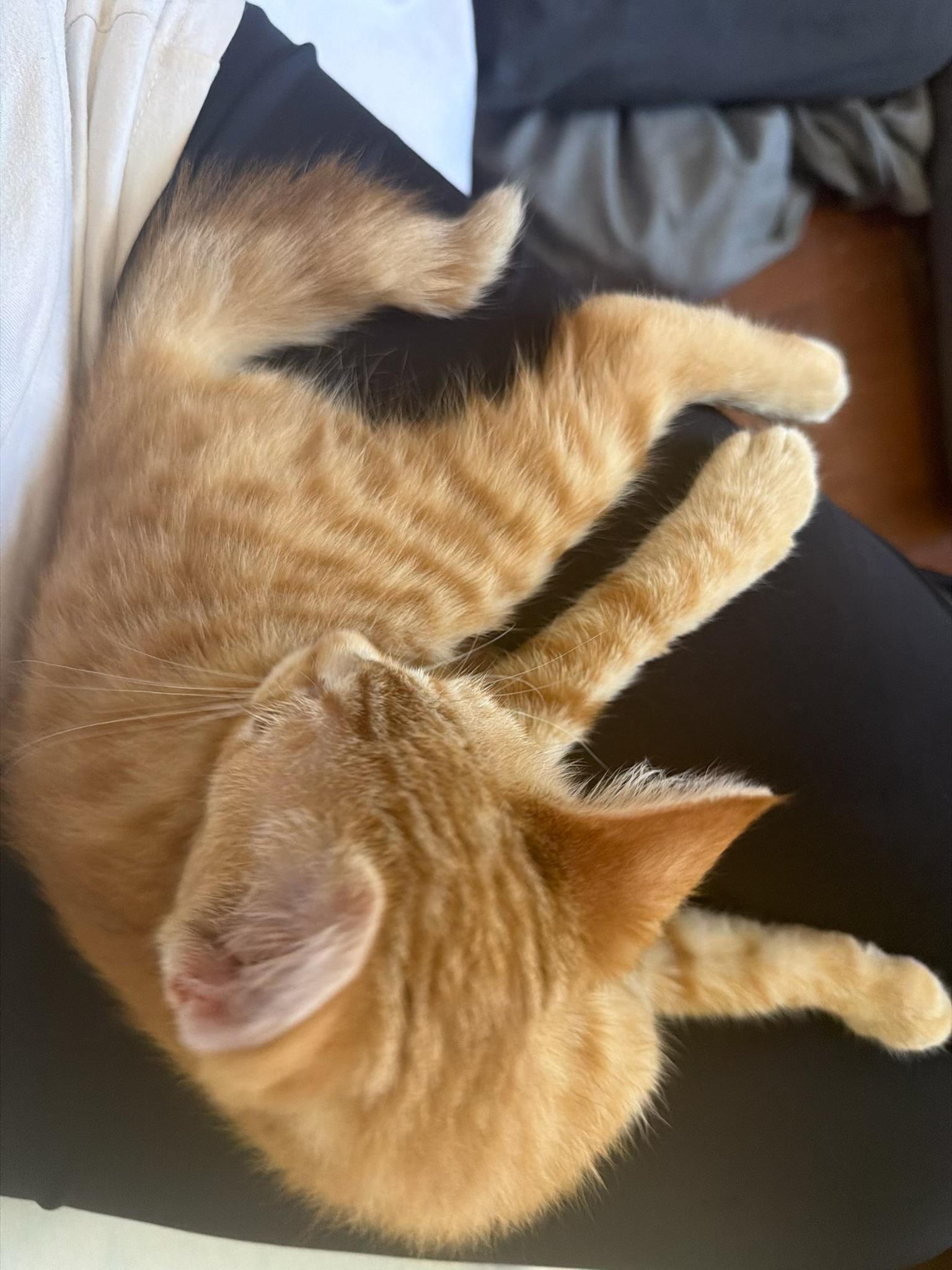 Enlarge Arthur (bonded with Monkey Bread), a Adoptable Domestic Short Hair in San Francisco, CA image 5/6